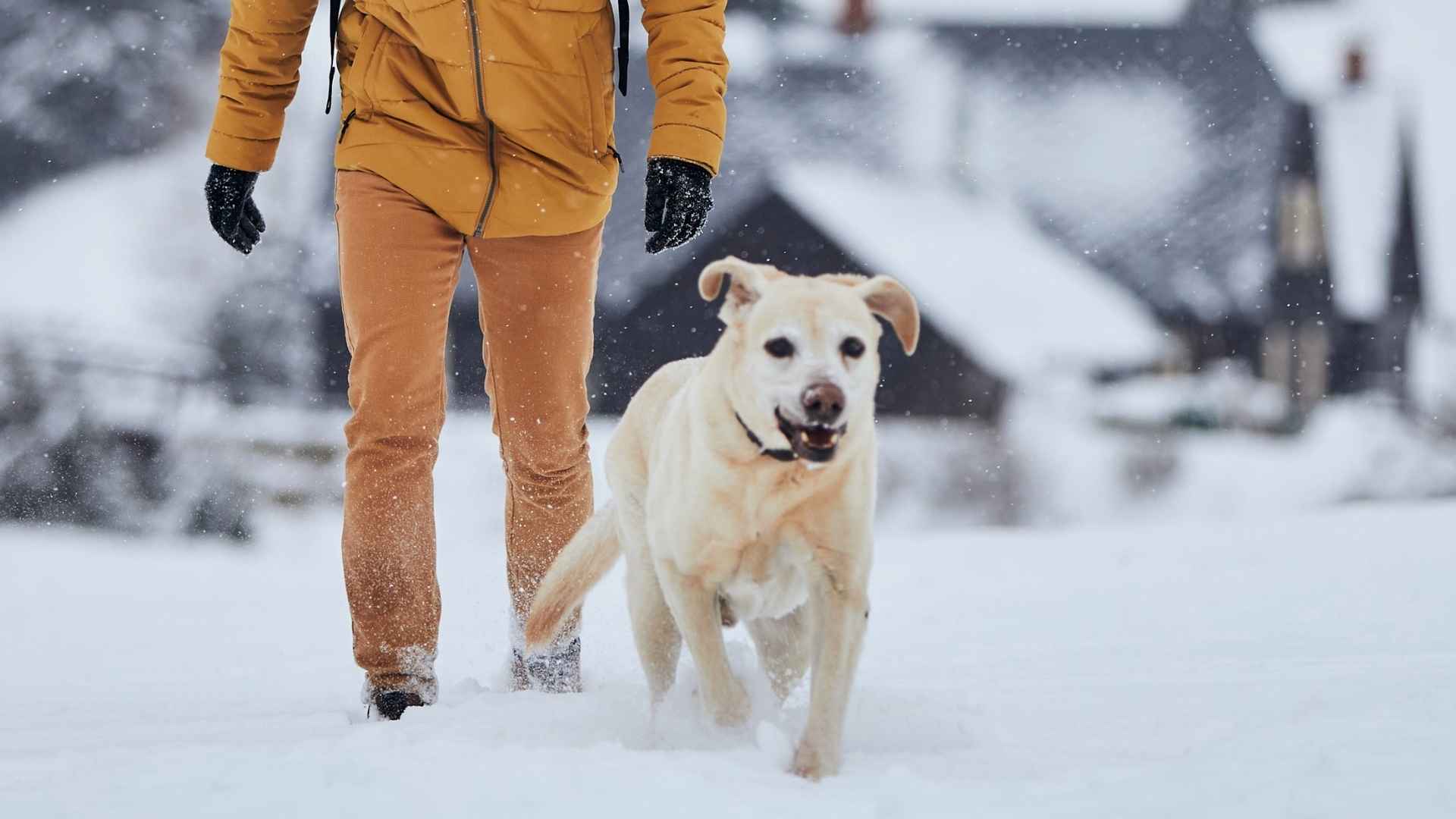 10 Dog Breeds For Hiking In Snowy Mountains With Endurance