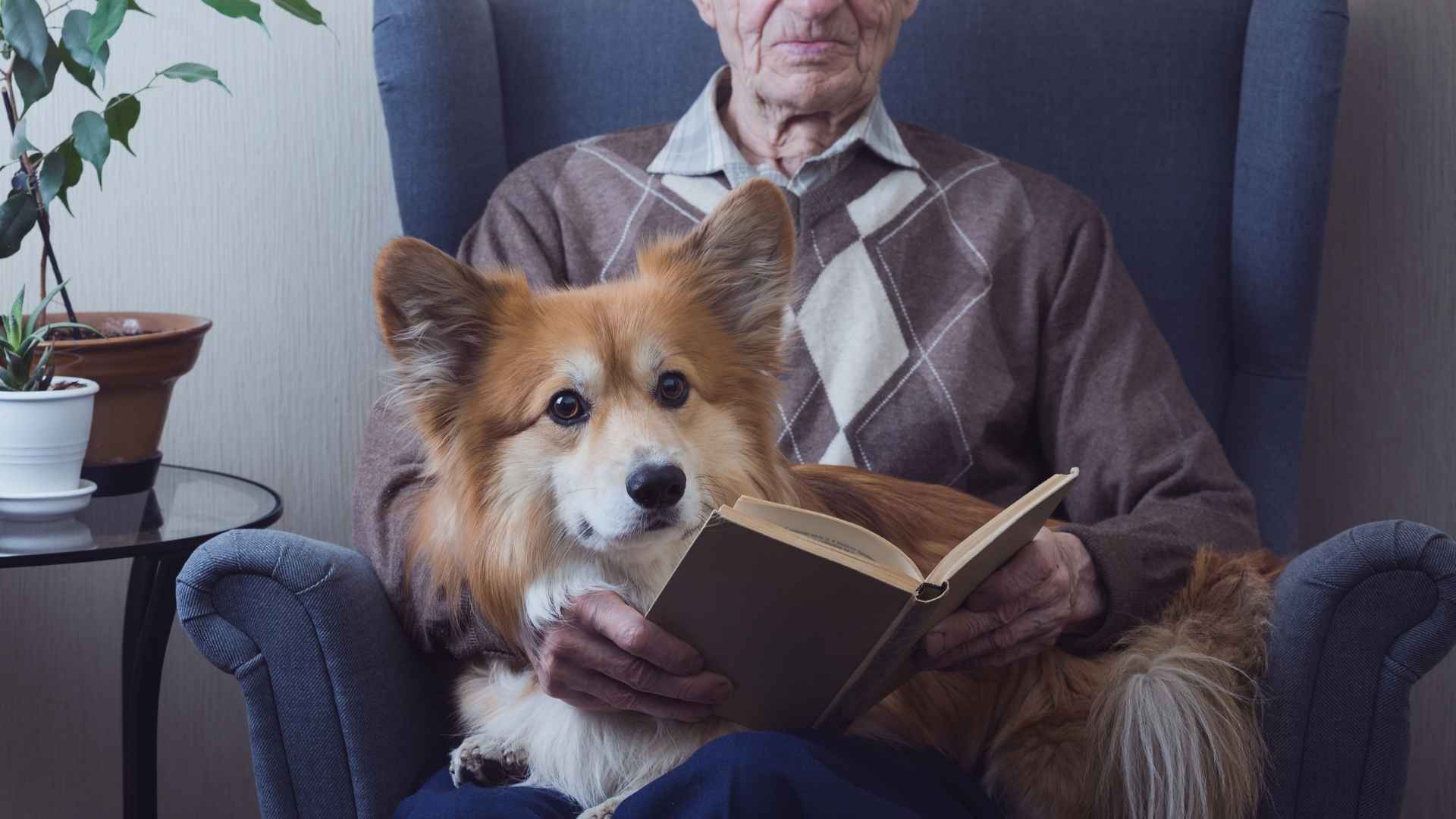 10 Dog Breeds For Senior Citizens In Apartments: Tiny Tails, Big Hearts