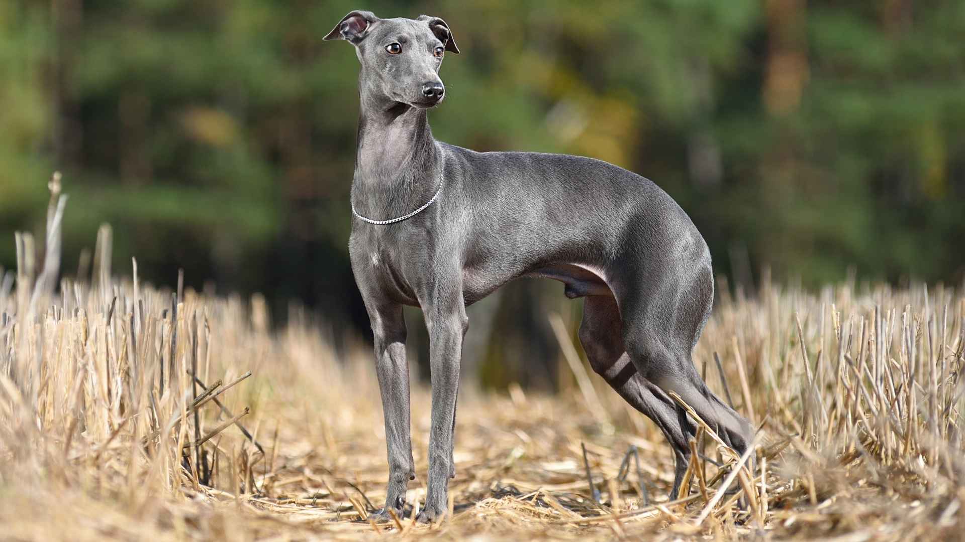 10 Dog Breeds Least Prone To Hip Dysplasia and Joint Issues
