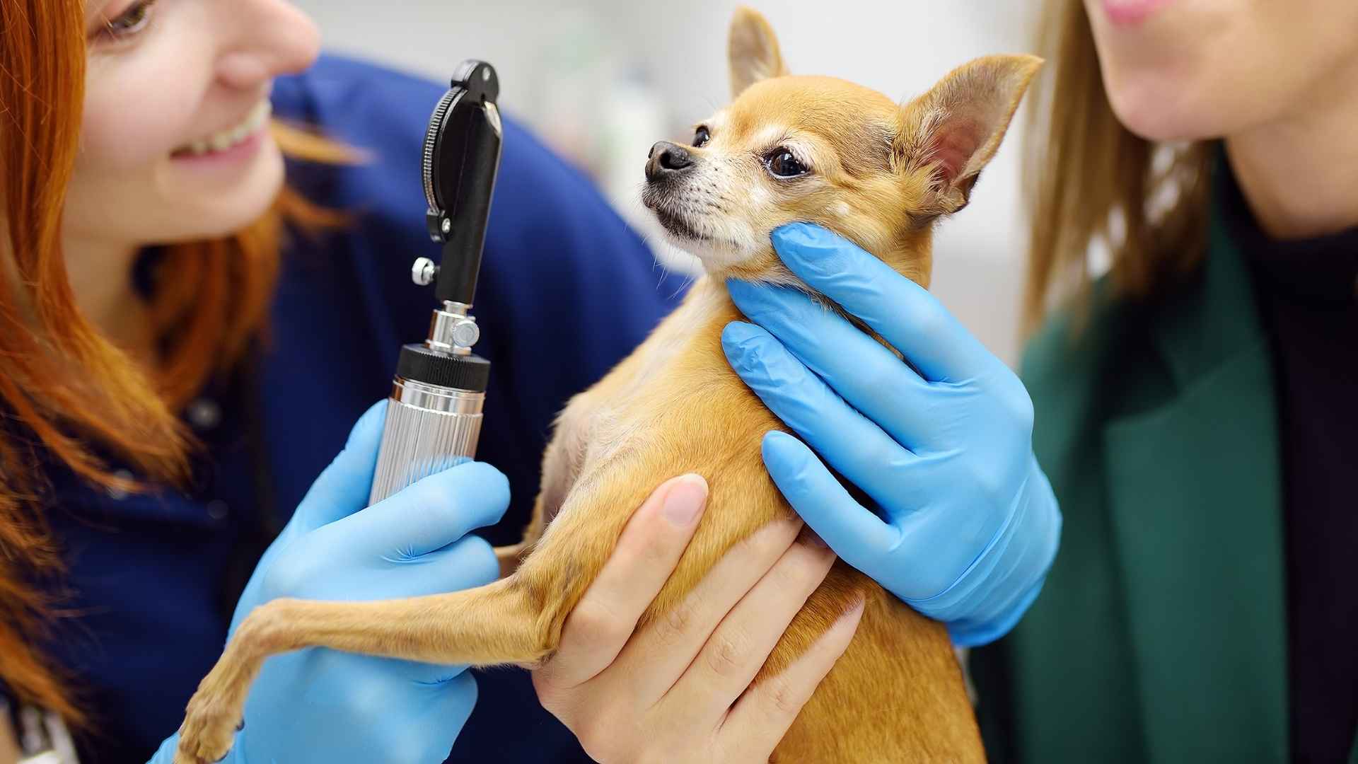 10 Dog Breeds Most Prone To Eye Problems — Owners Should Know