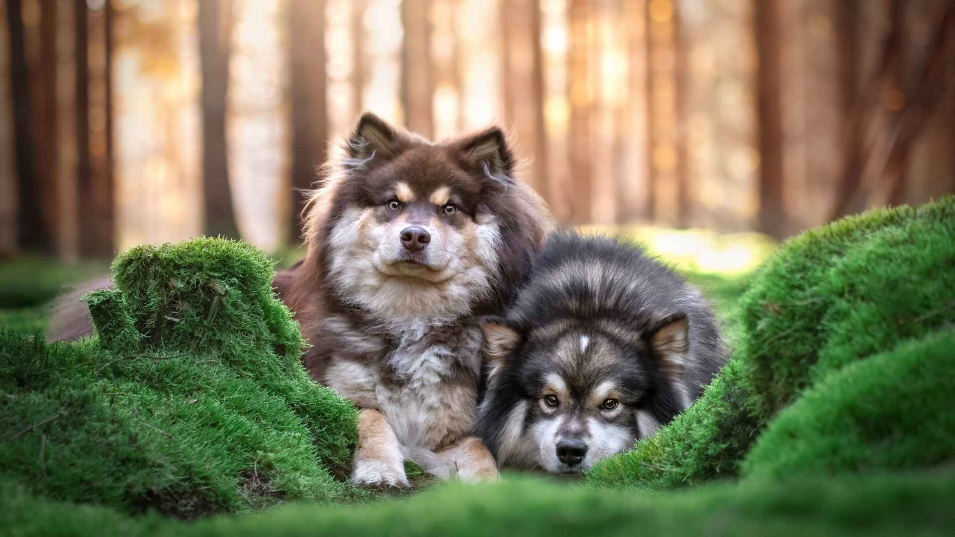 10 Dog Breeds Popular In Scandinavia: Nordic Dog Favorites