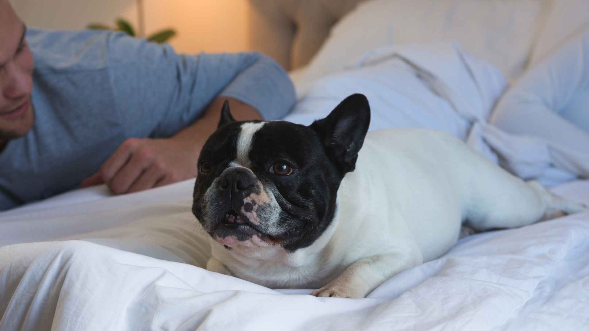 10 Dog Breeds That Adjust To Hotel Living for a Comfortable Stay
