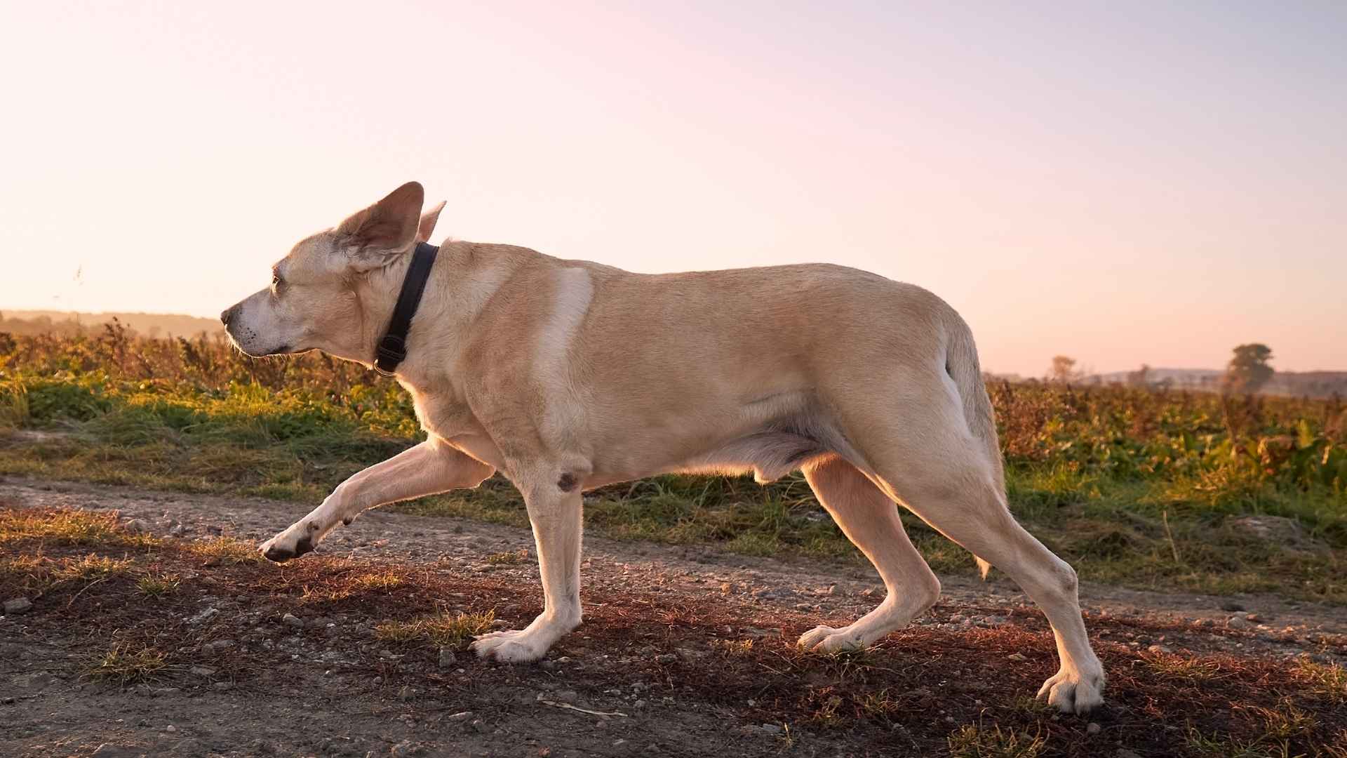 10 Dog Breeds That Are Active At Dawn and Enjoy Early Morning Adventures