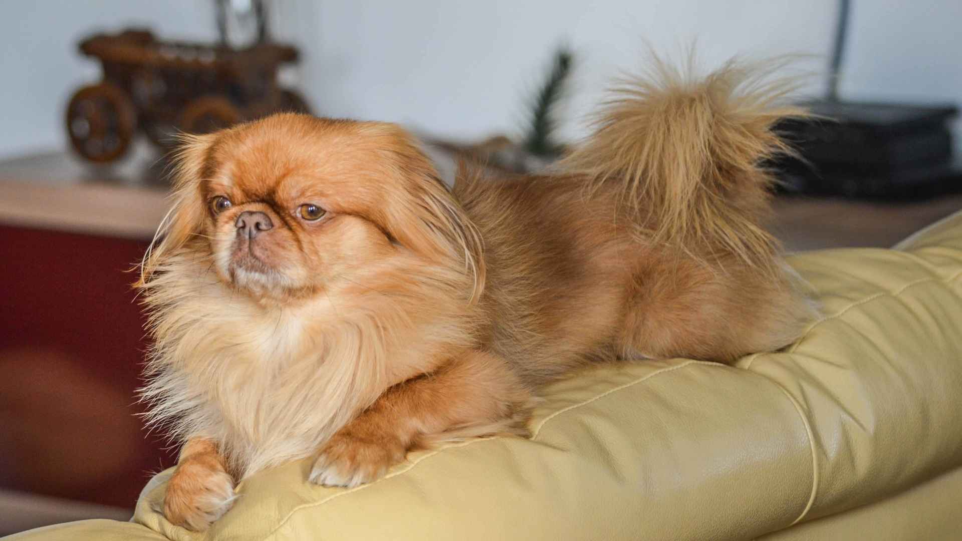 10 Dog Breeds That Are Mellow and Perfect for Relaxed Living