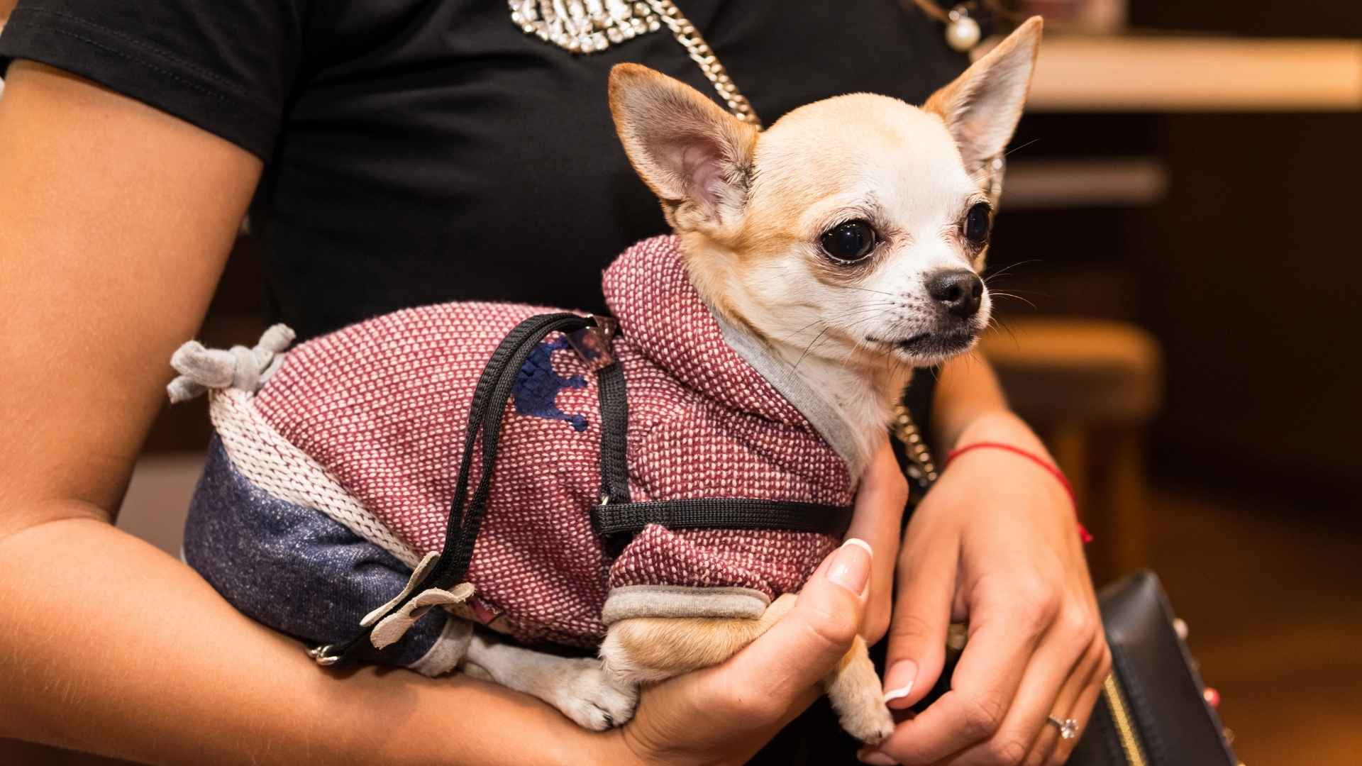 10 Dog Breeds That Are Reliable for Families, Work, and Service