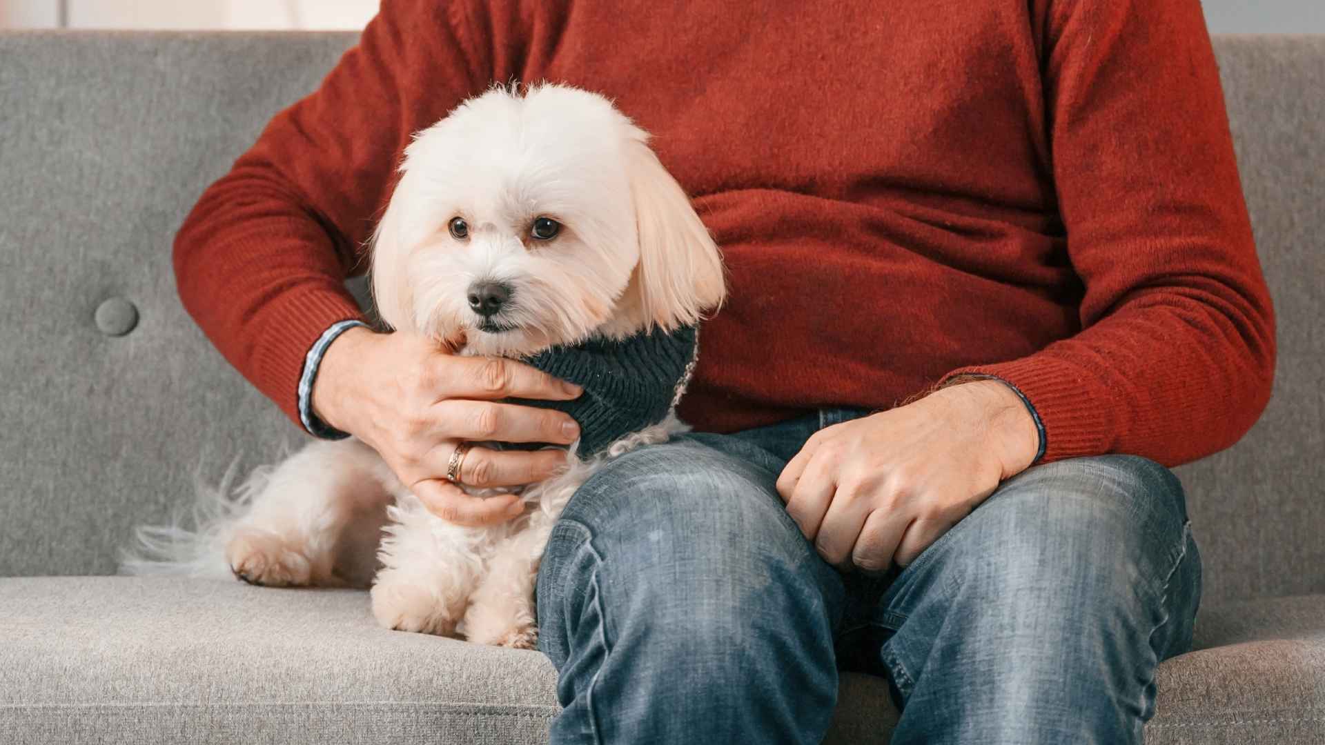 10 Dog Breeds That Avoid Seasonal Allergies for Allergy Sufferers