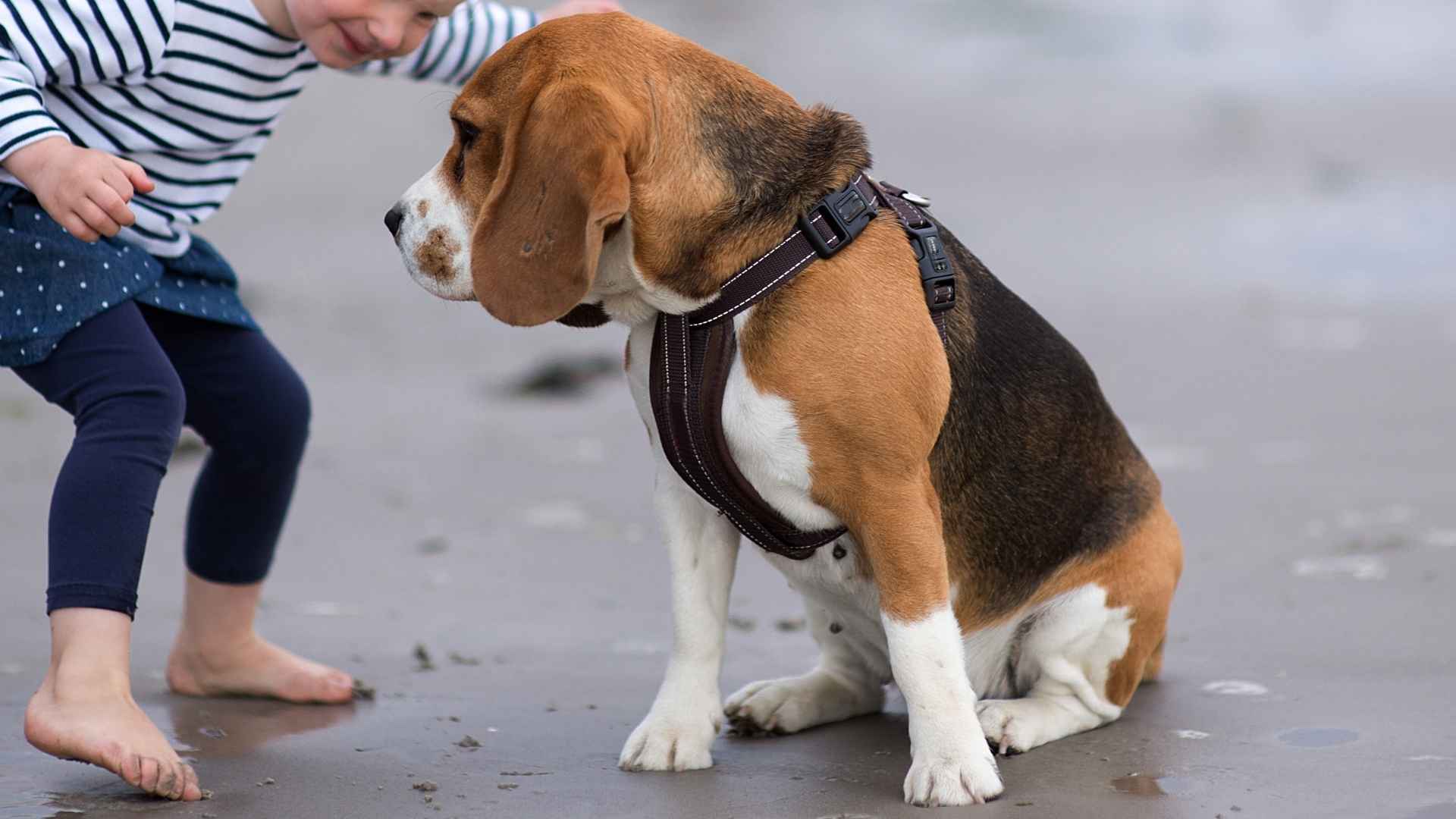 10 Dog Breeds That Bond Quickly With Kids: Gentle, Loyal, and Fun