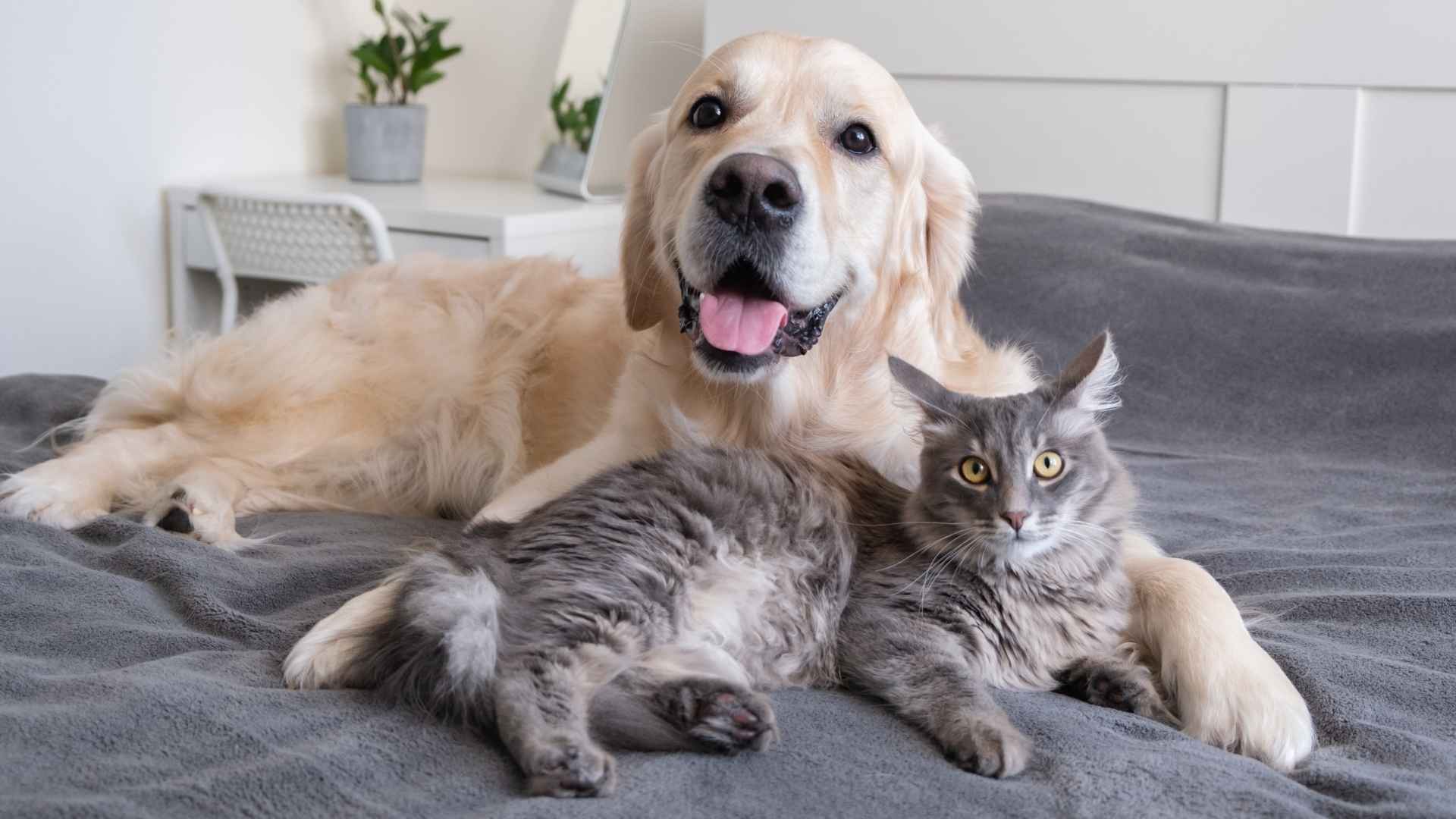 10 Dog Breeds That Bond With Cats for a Harmonious Home