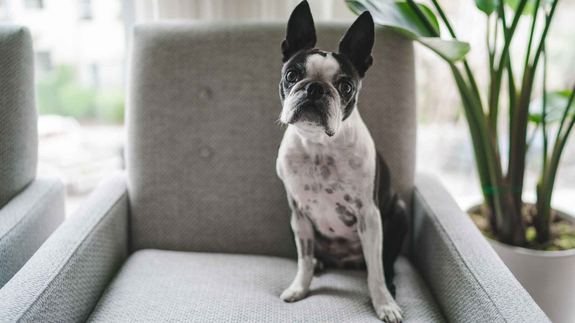 10 Dog Breeds That Can Stay Alone 8 Hours: The Independent Ones