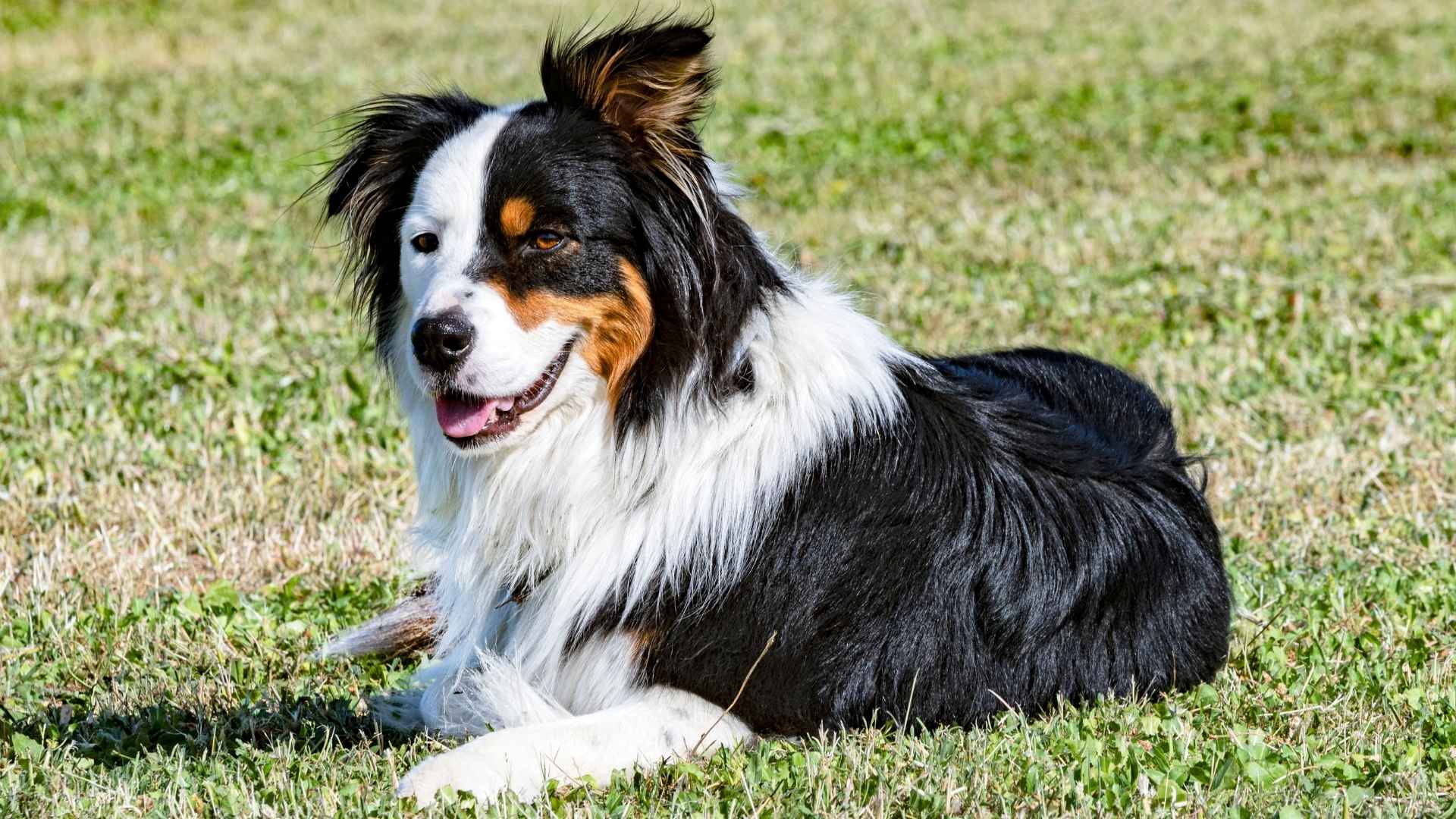 10 Dog Breeds That Change Color with Age as They Grow