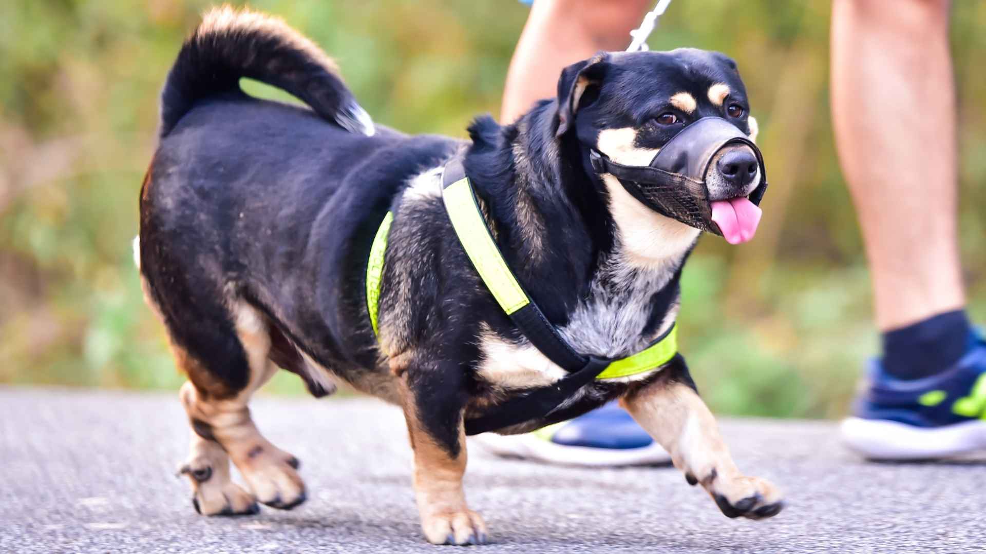 10 Dog Breeds That Don’t Mind Muzzles for Responsible Pet Owners