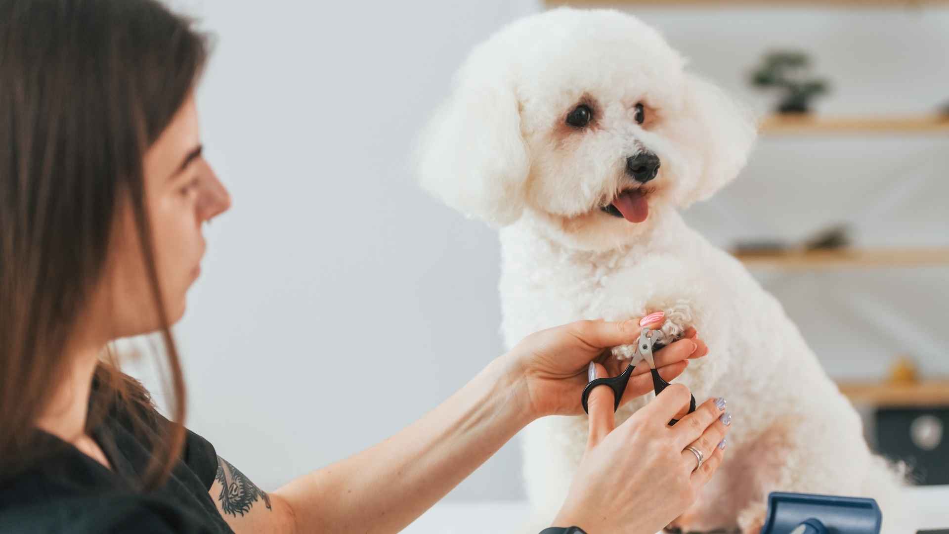 Dog Breeds That Don't Need Frequent Nail Clipping
