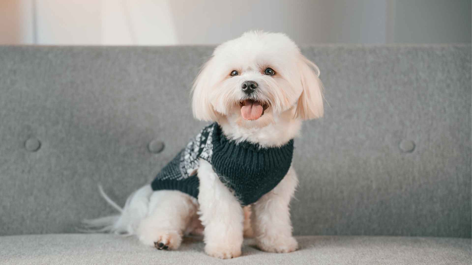 10 Dog Breeds That Don’t Need Outdoor Space: Perfect for Apartment Living