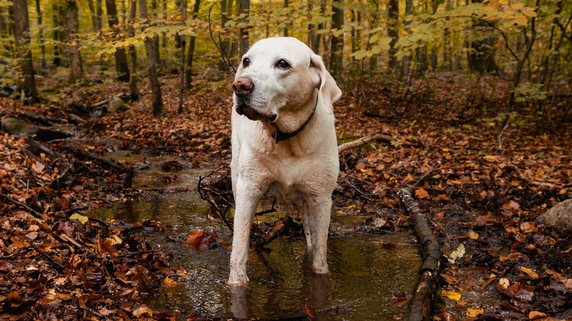 10 Dog Breeds That Enjoy Muddy Trails and Outdoor Adventures