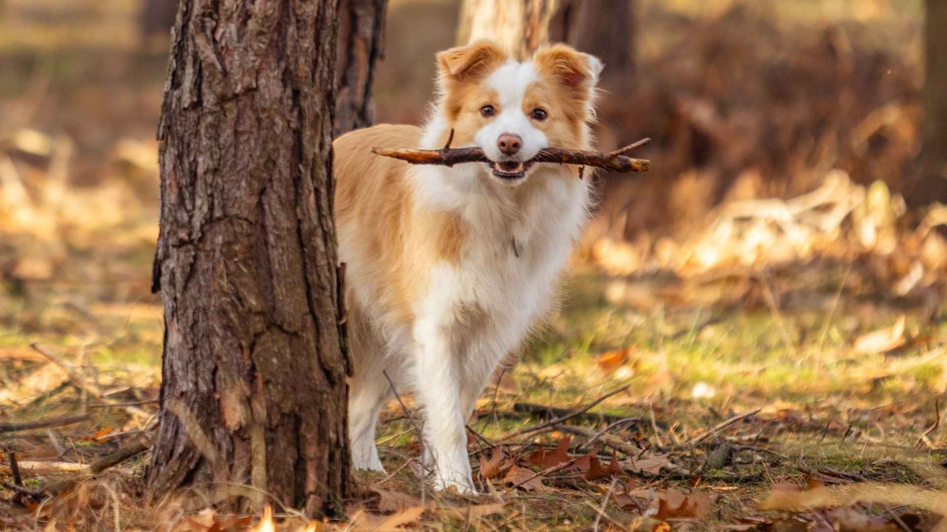 10 Dog Breeds That Excel In Hide-and-Seek for Endless Fun