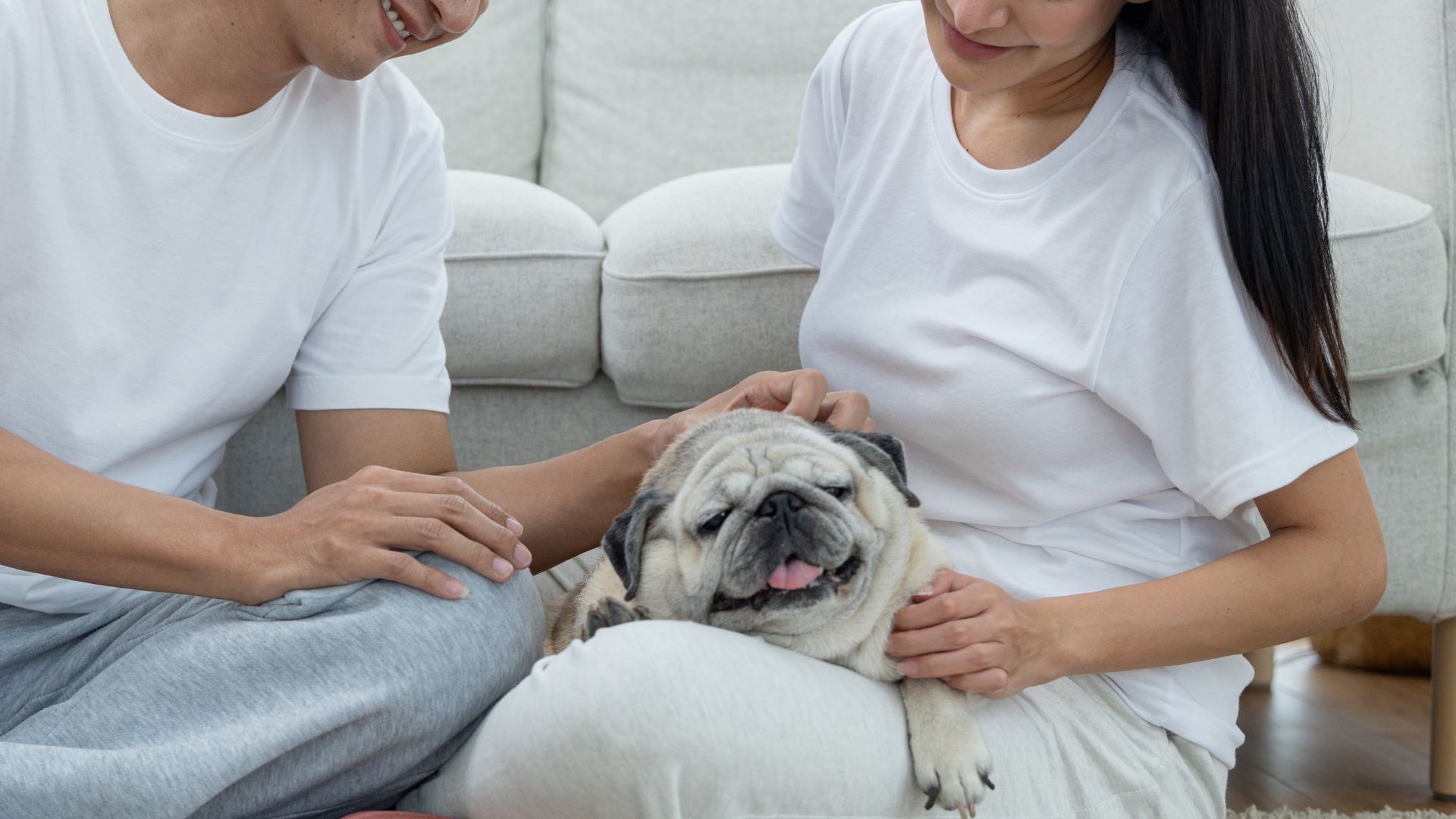 10 Dog Breeds That Fit Co-Living Spaces and Shared Homes