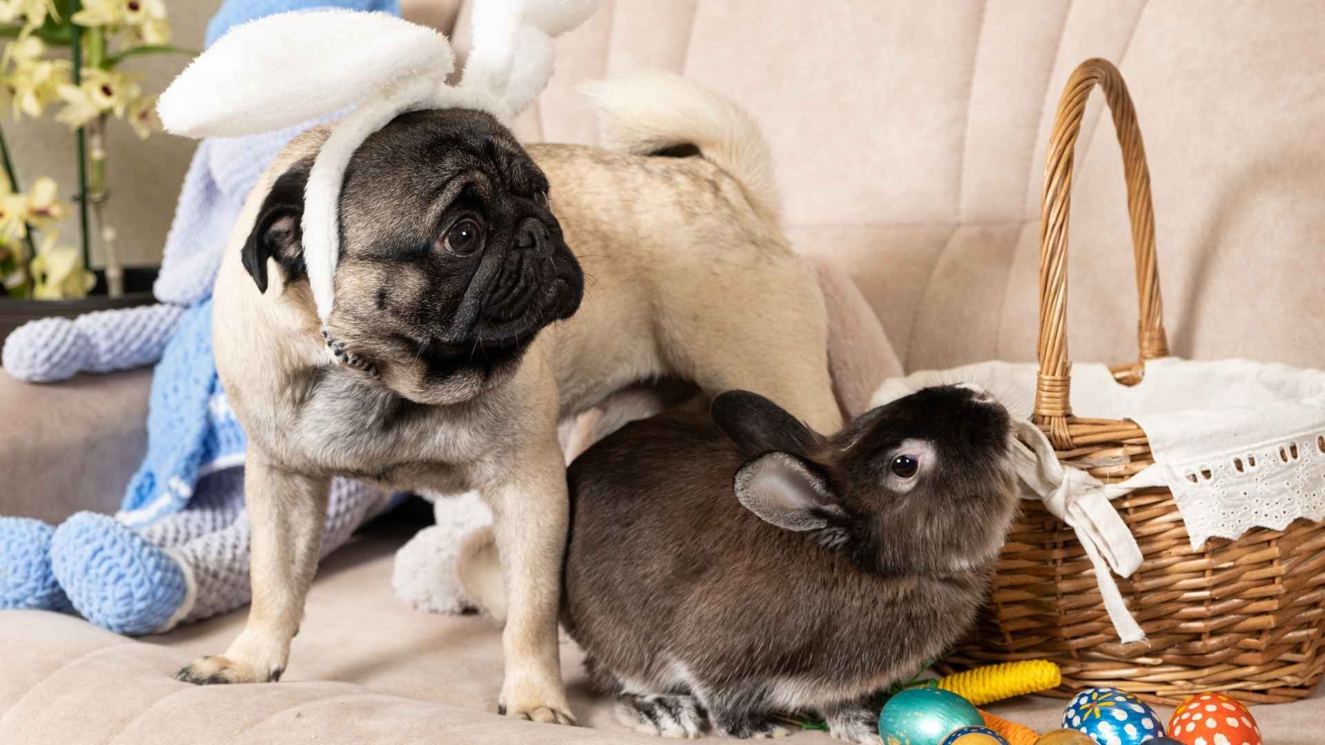 10 Dog Breeds That Get Along With Rabbits: The Best Bunny-Friendly Pups