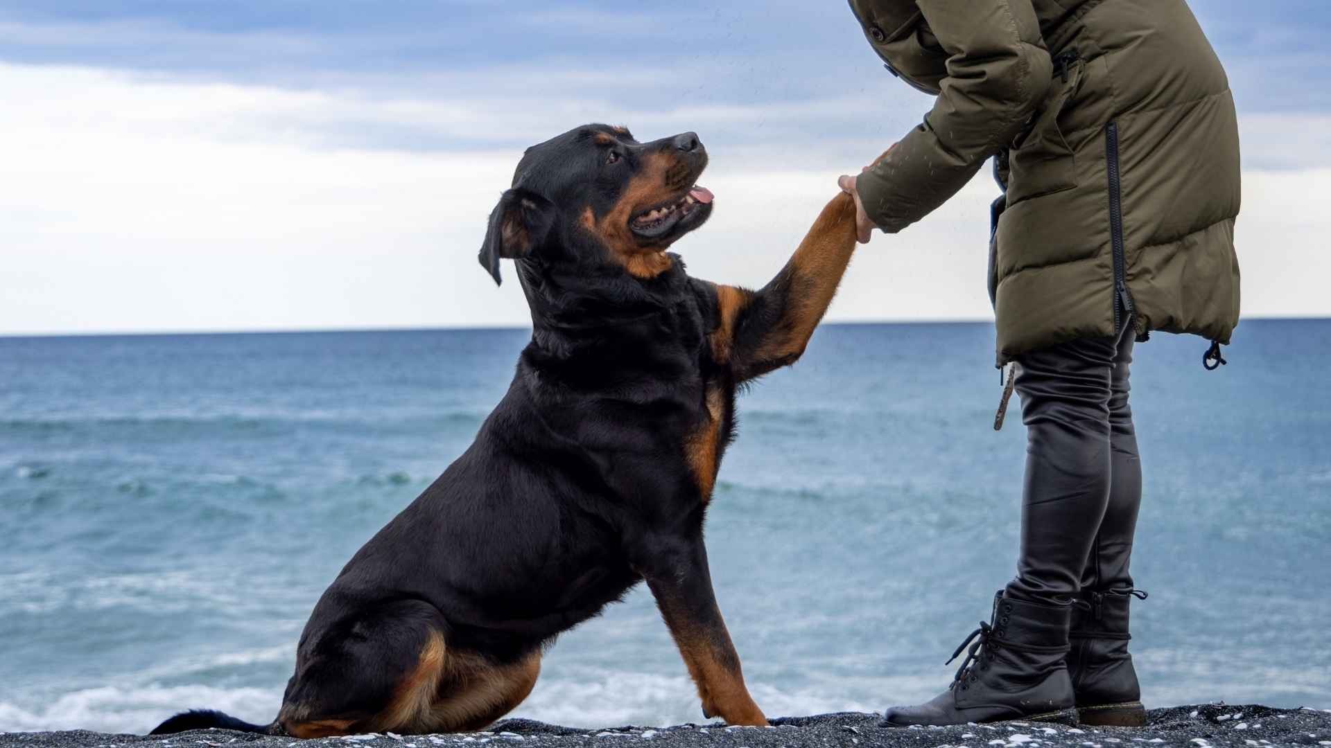 10 Dog Breeds That Learn Languages Fast, Beating Your Toddler