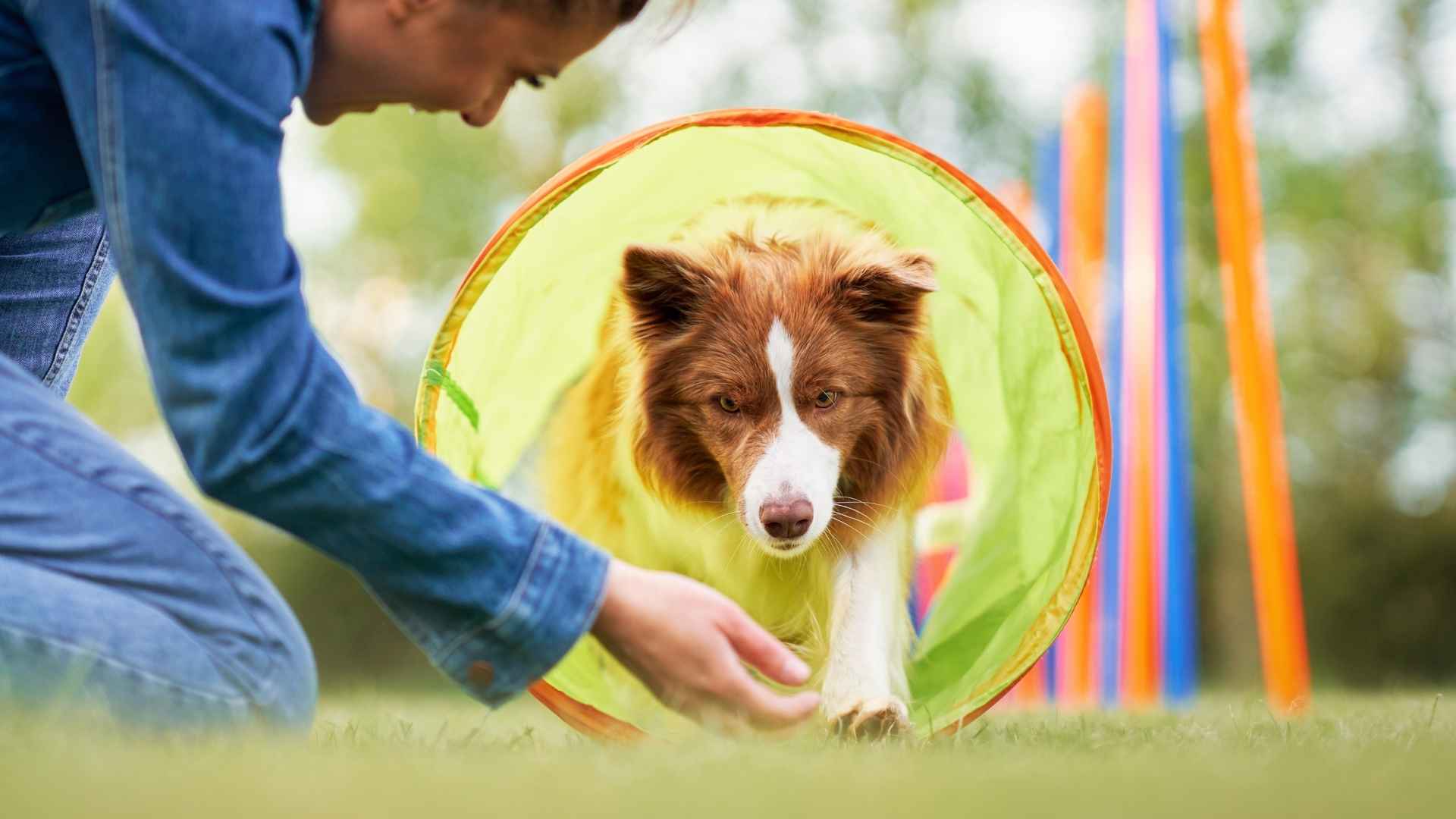 10 Dog Breeds That Learn Tricks Fast & Love to Show Off