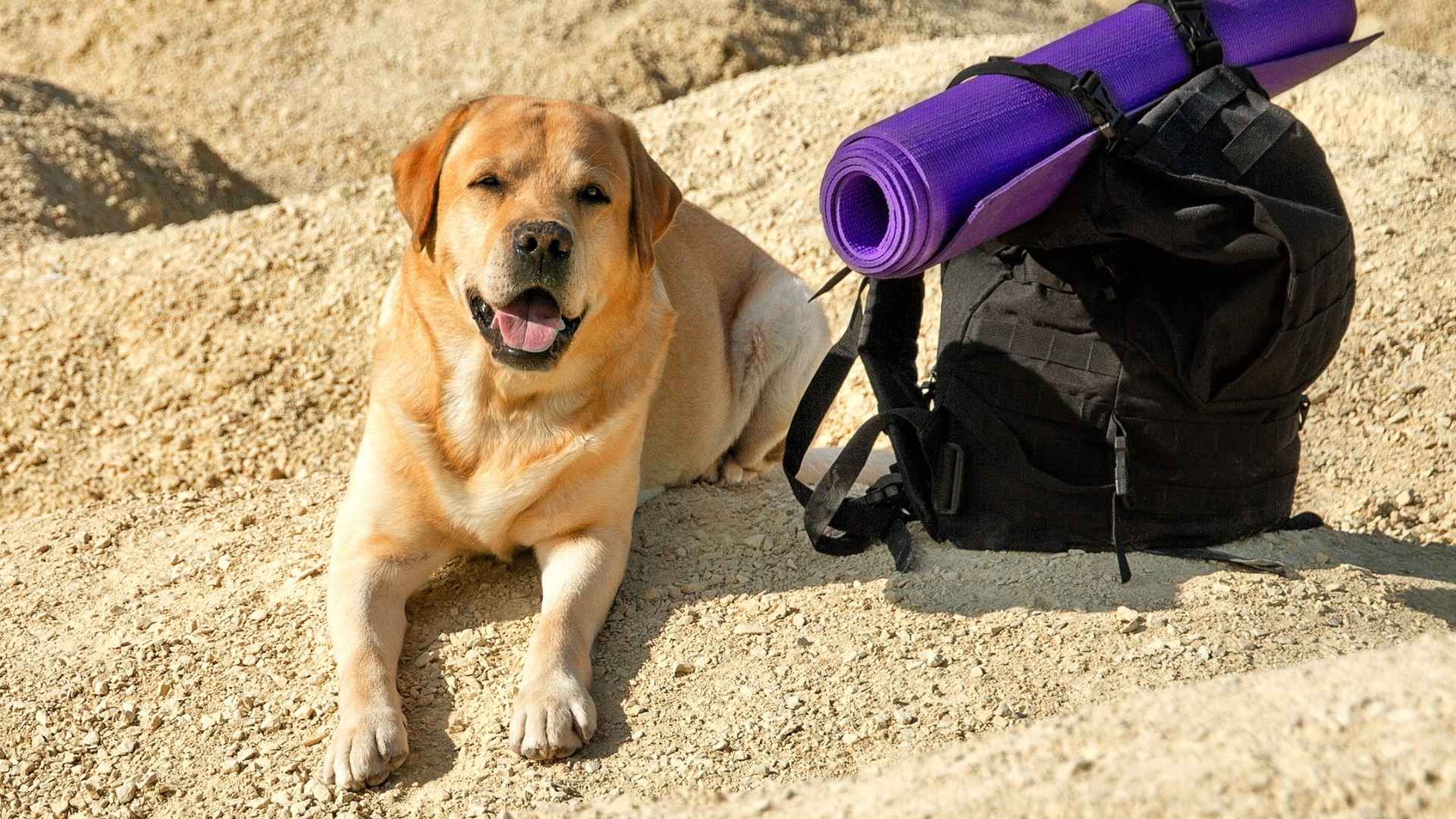 10 Dog Breeds That Love Desert Hikes and Sunbaked Landscapes