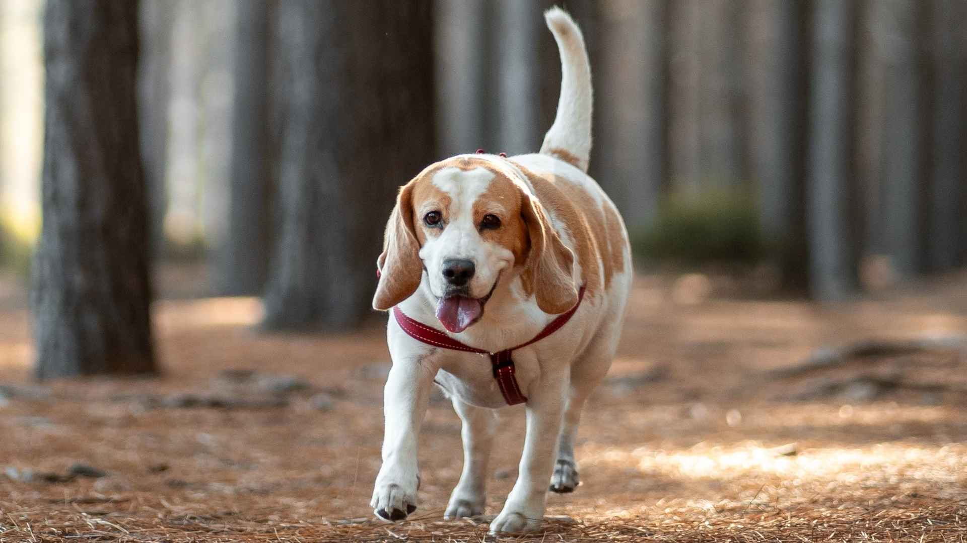 10 Dog Breeds That Love Forest Walks and Outdoor Adventures