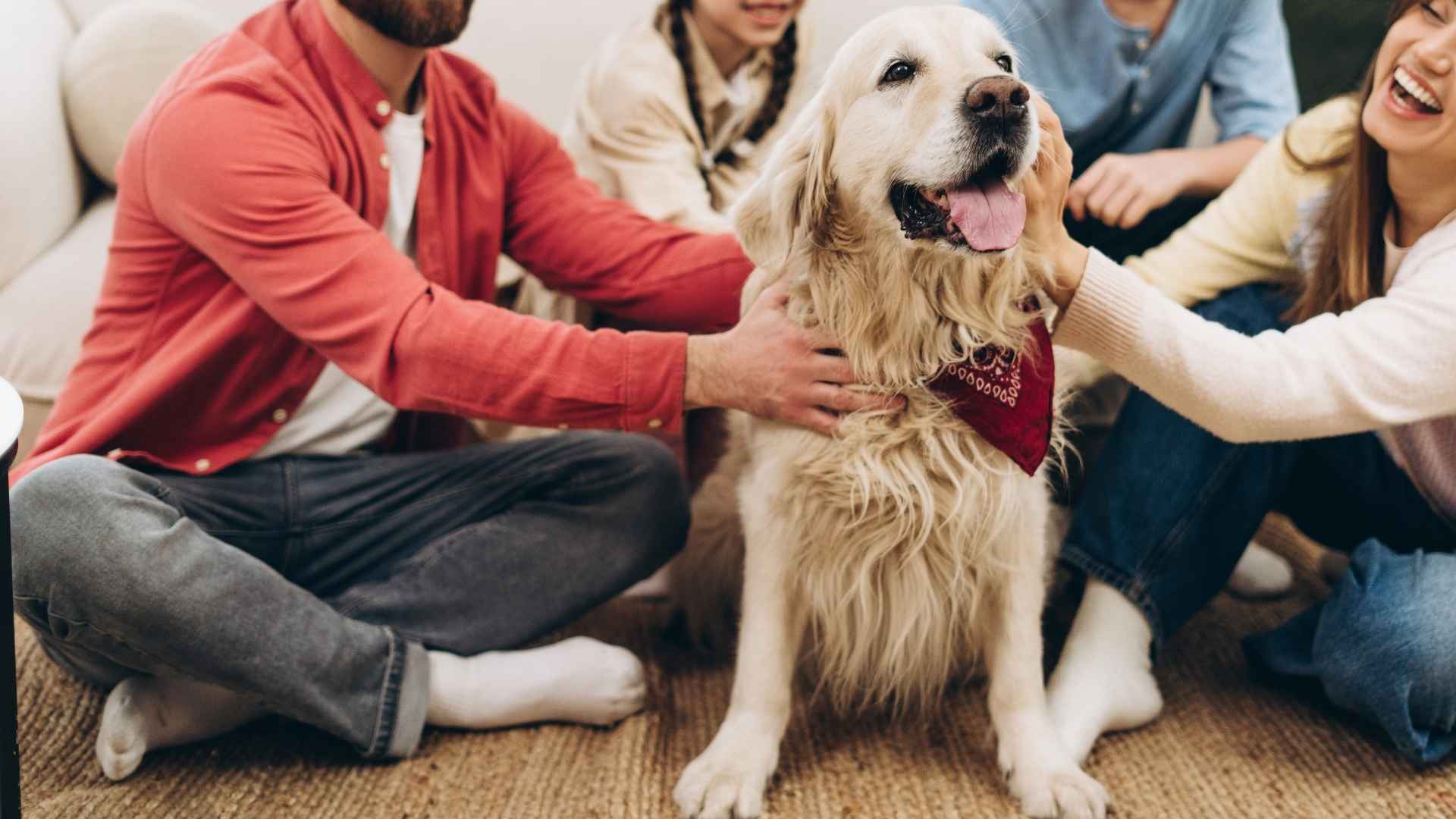 10 Dog Breeds That Love Large Gatherings and Enjoy Crowds