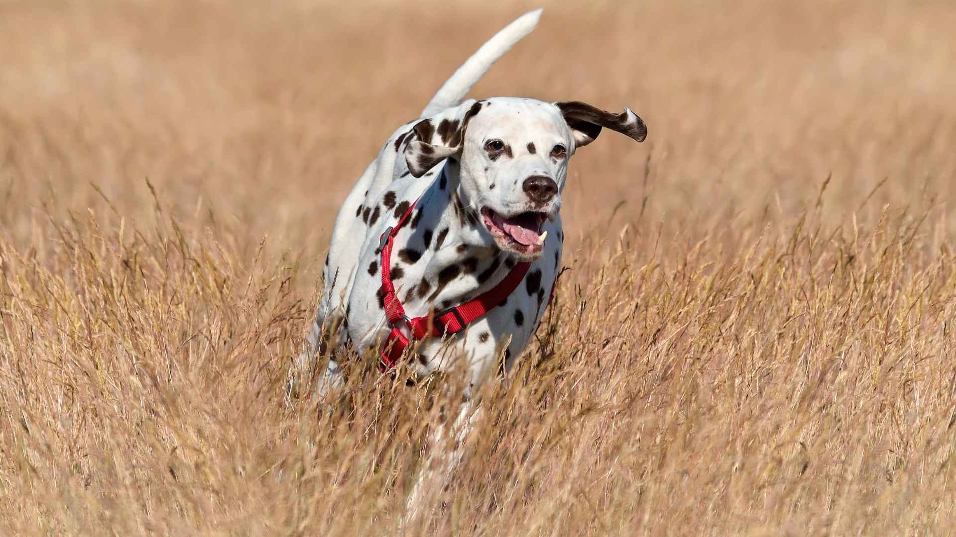 10 Dog Breeds That Love Running In Open Fields