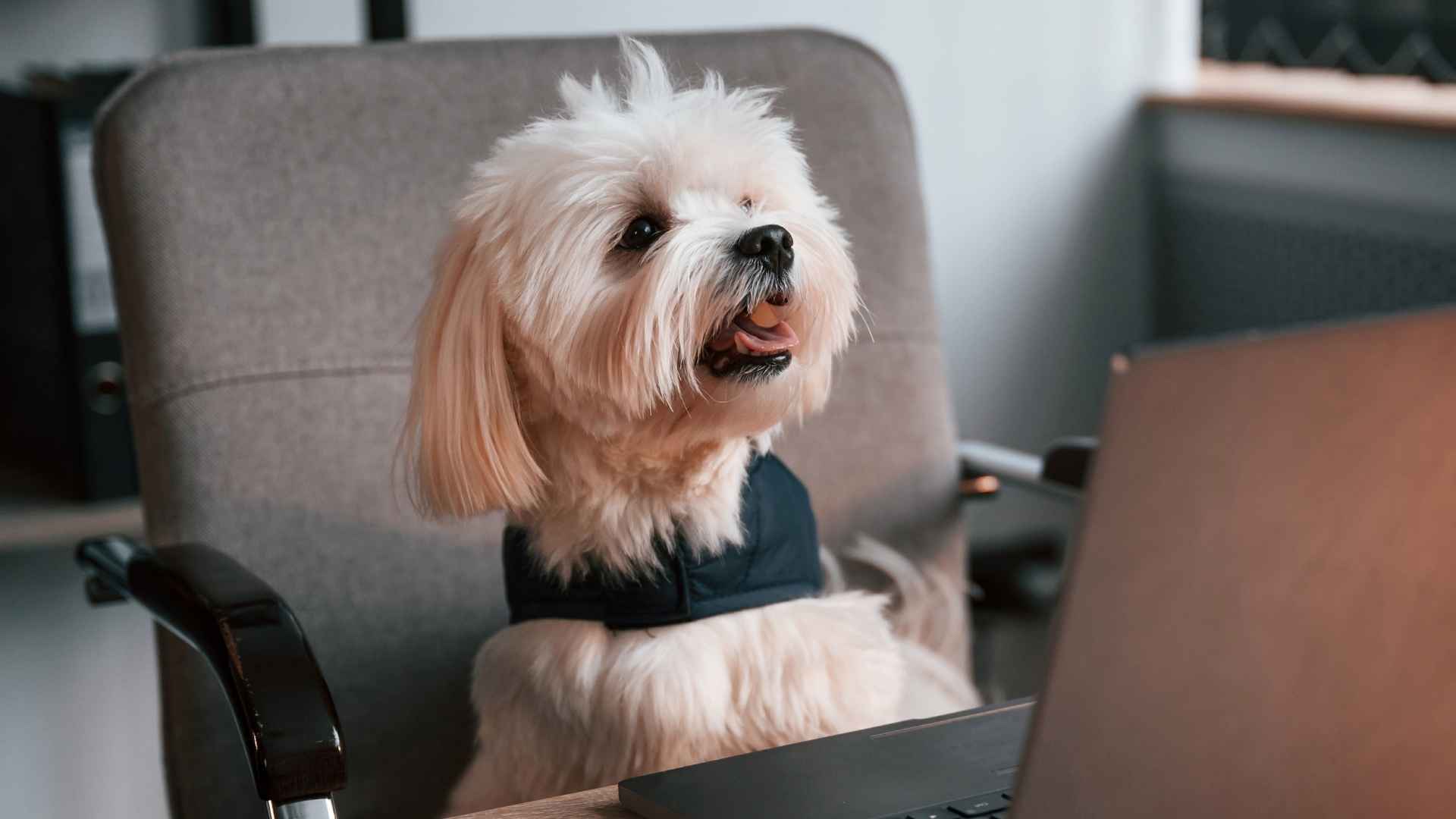 10 Dog Breeds That Make Great “Office Dogs” and Keep You Company at Work