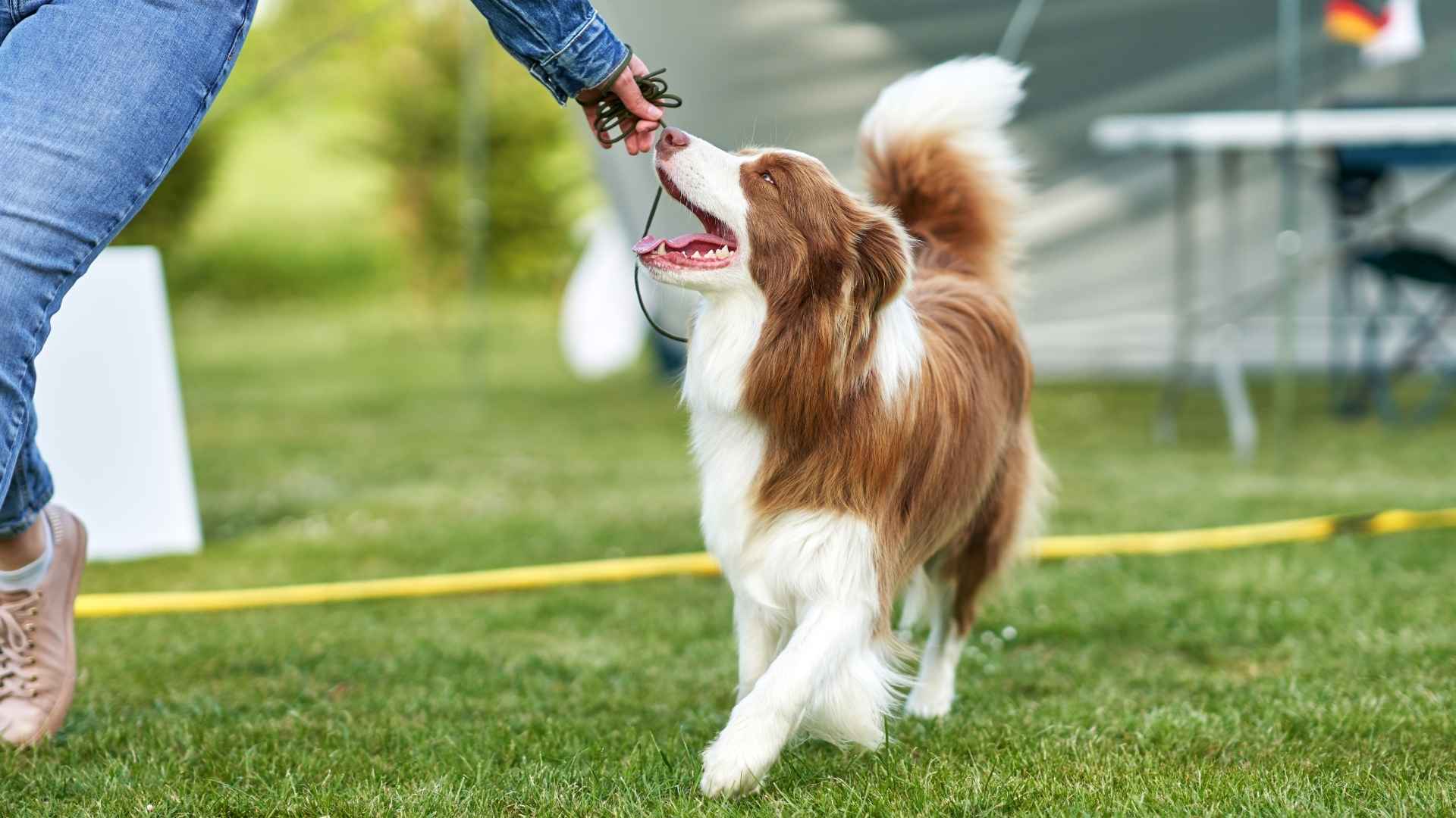 10 Dog Breeds That Master Tricks Fast: Train Your Pup with Ease