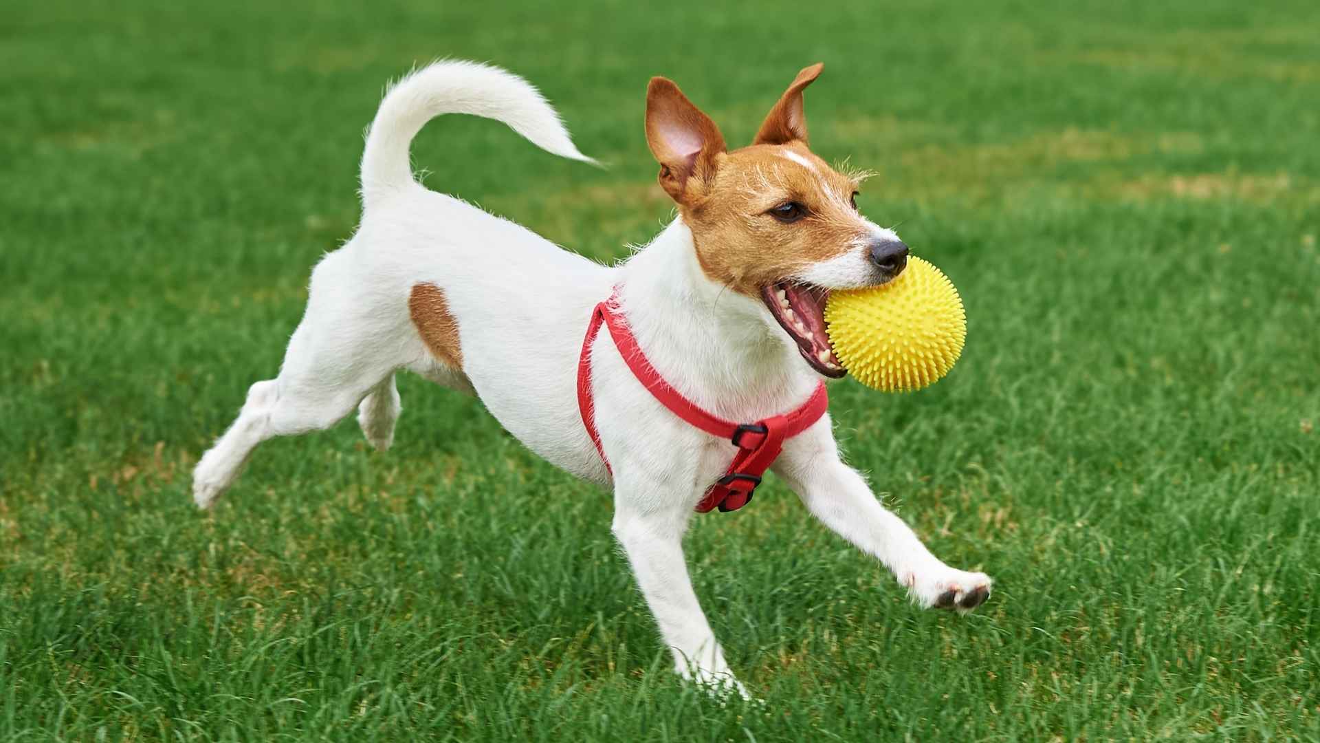 10 Dog Breeds That Never Get Bored of Fetch & Love to Chase and Return