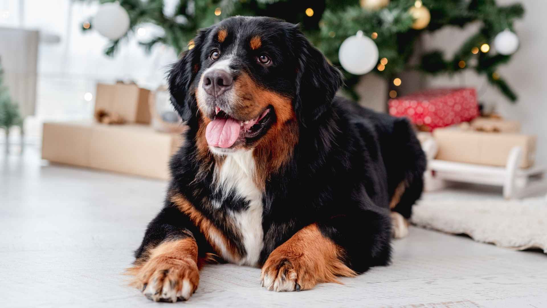 10 Dog Breeds That Never Howl for a peaceful home