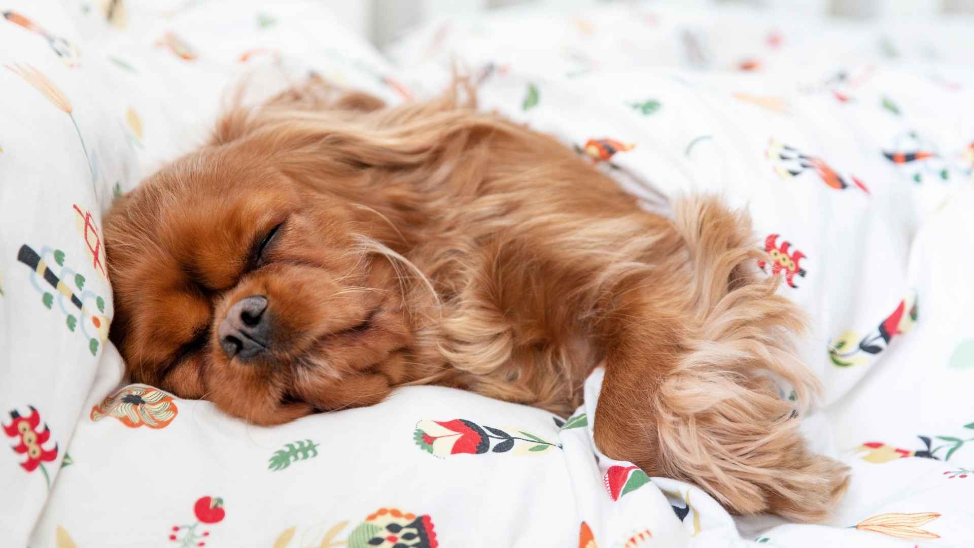 10 Dog Breeds That Never Say No to a Nap: Perfect Picks for Couch Potatoes