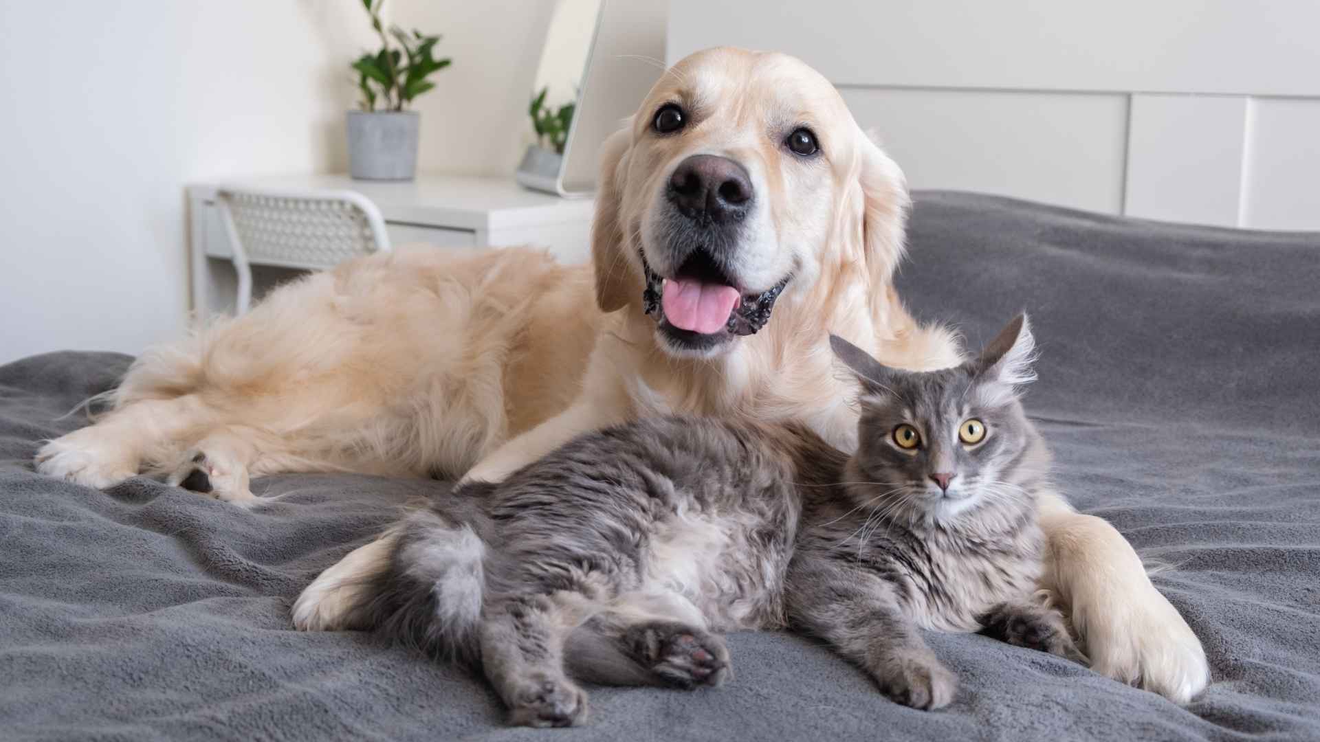 10 Dog Breeds That Pair Well With Cats for a Harmonious Home