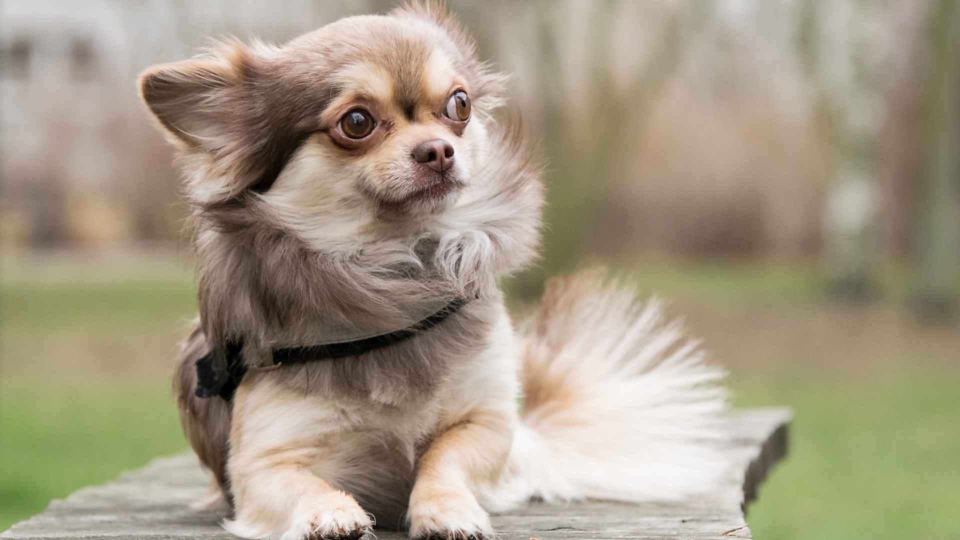 10 Dog Breeds That Rarely Show Fear & Stay Calm Under Pressure