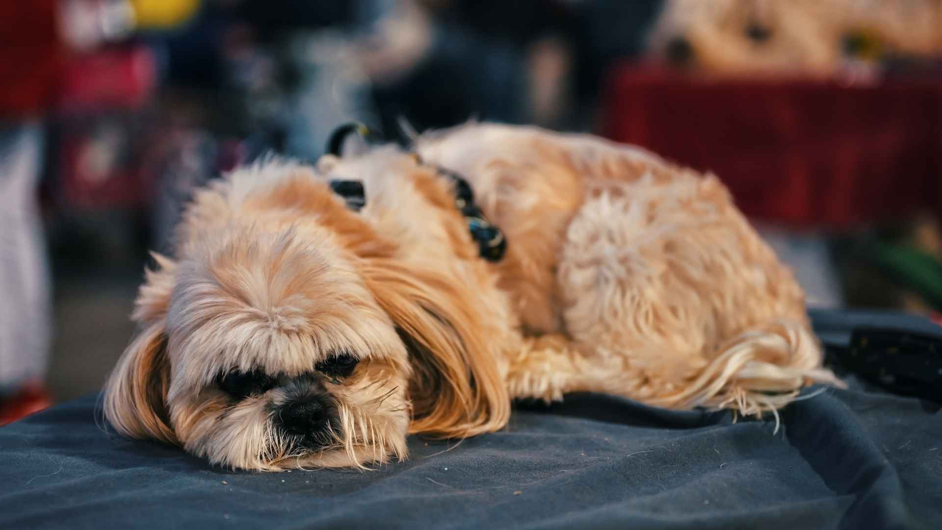 10 Dog Breeds That Sleep 20 Hours a Day: The Ultimate Lazy Companions