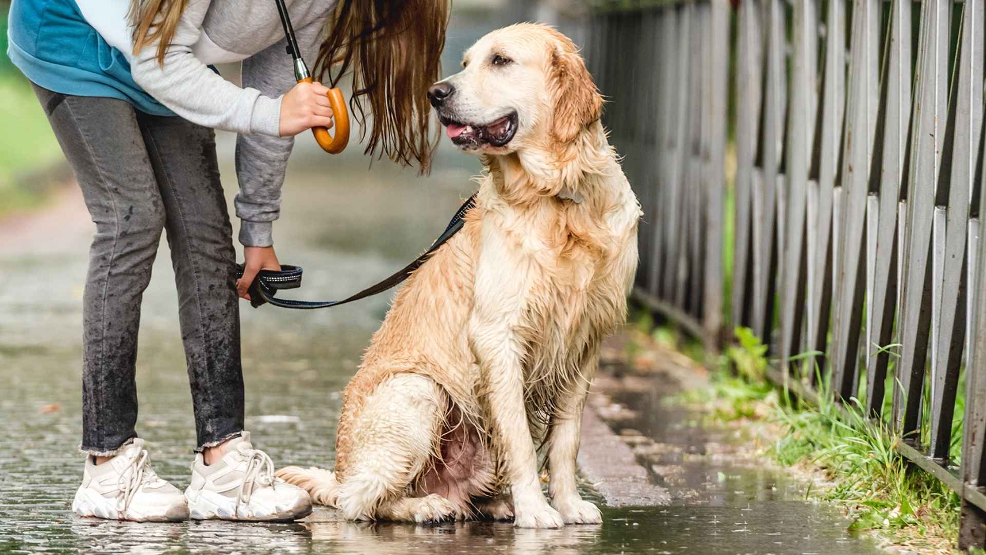 10 Dog Breeds That Thrive In Rainy Climates and Stay Happy in the Wet Weather