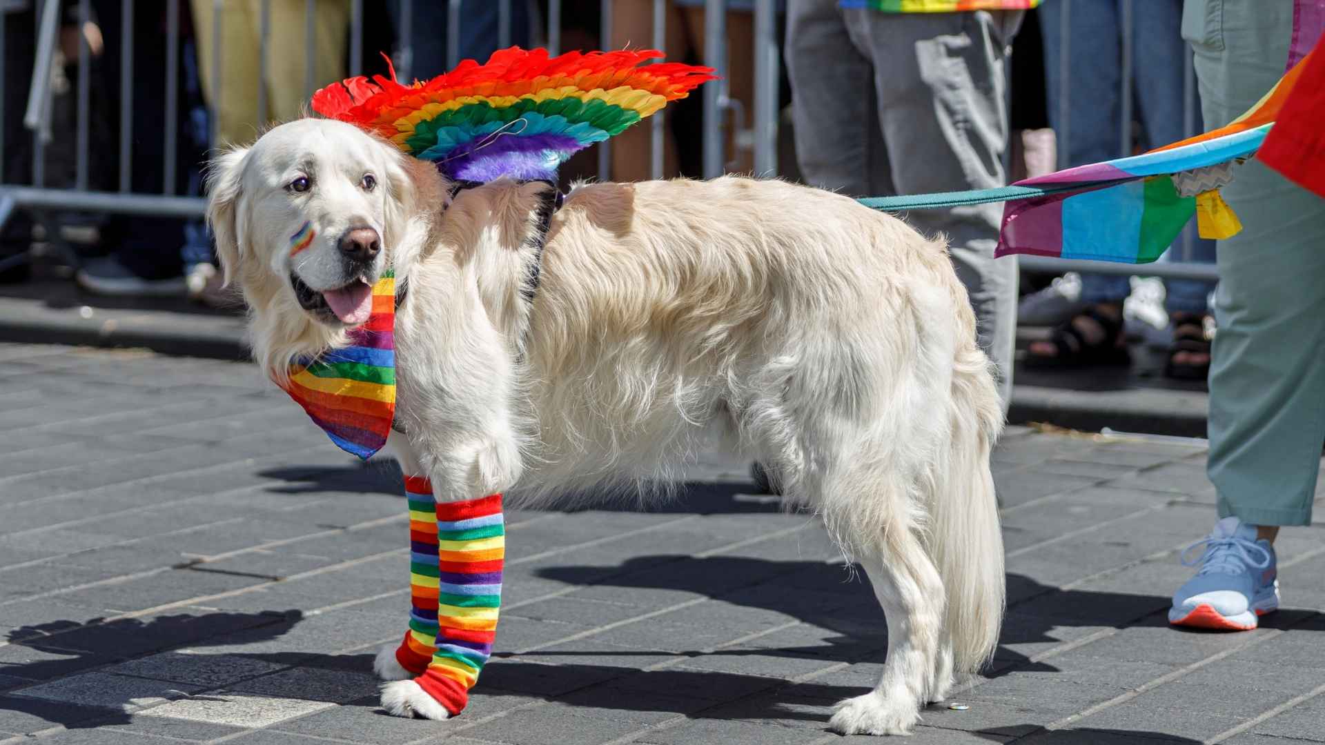 10 Dog Breeds Trained for Circus Acts That Love Performing