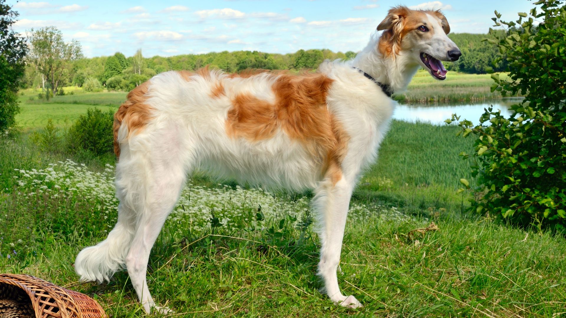 10 Dog Breeds Used by Ancient Traders and Their Remarkable Journeys