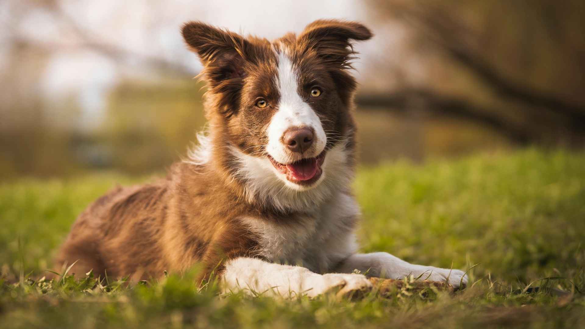 10 Dog Breeds With Clean Medical History That Rarely Get Sick