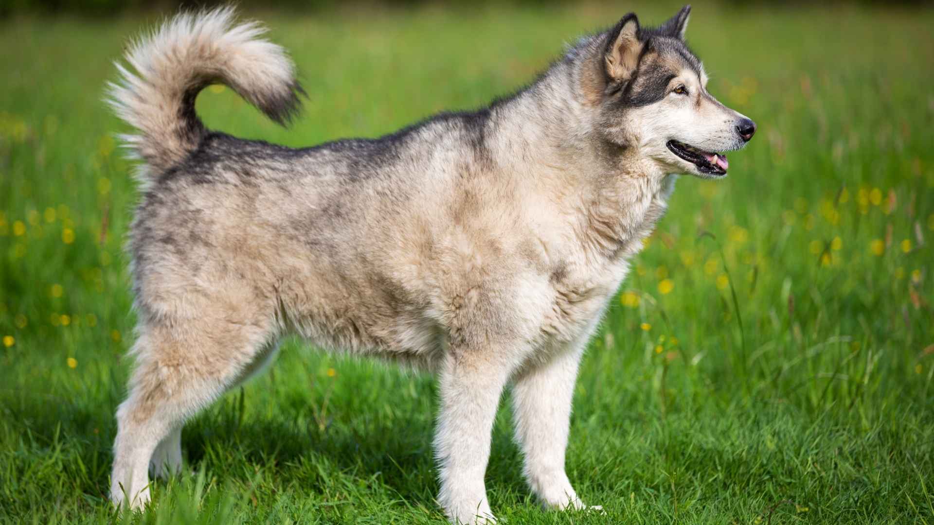 10 Dog Breeds With Curly Tails That Are Too Cute to Handle