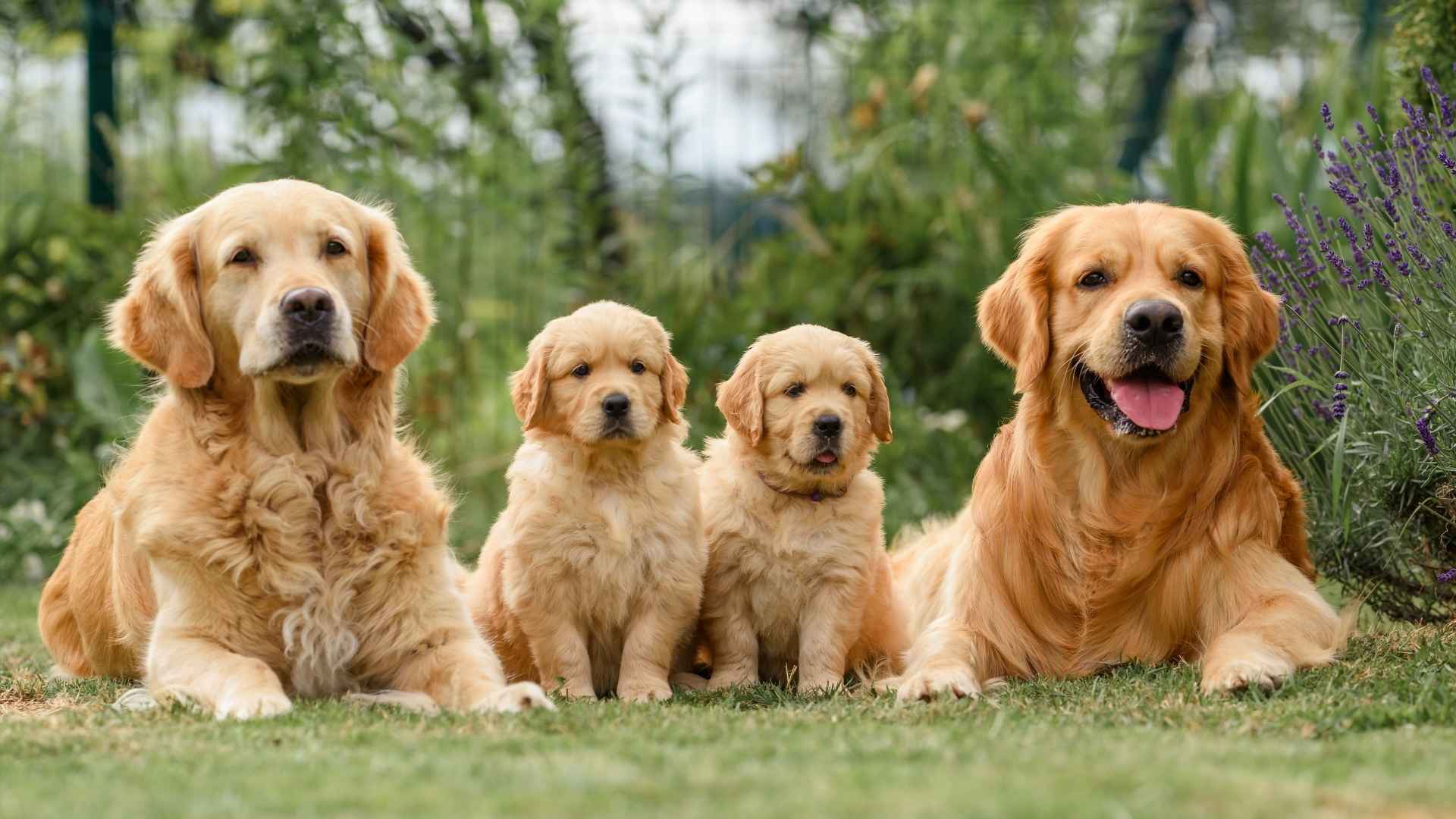10 Dog Breeds With Cute Puppies Born to Steal Your Heart