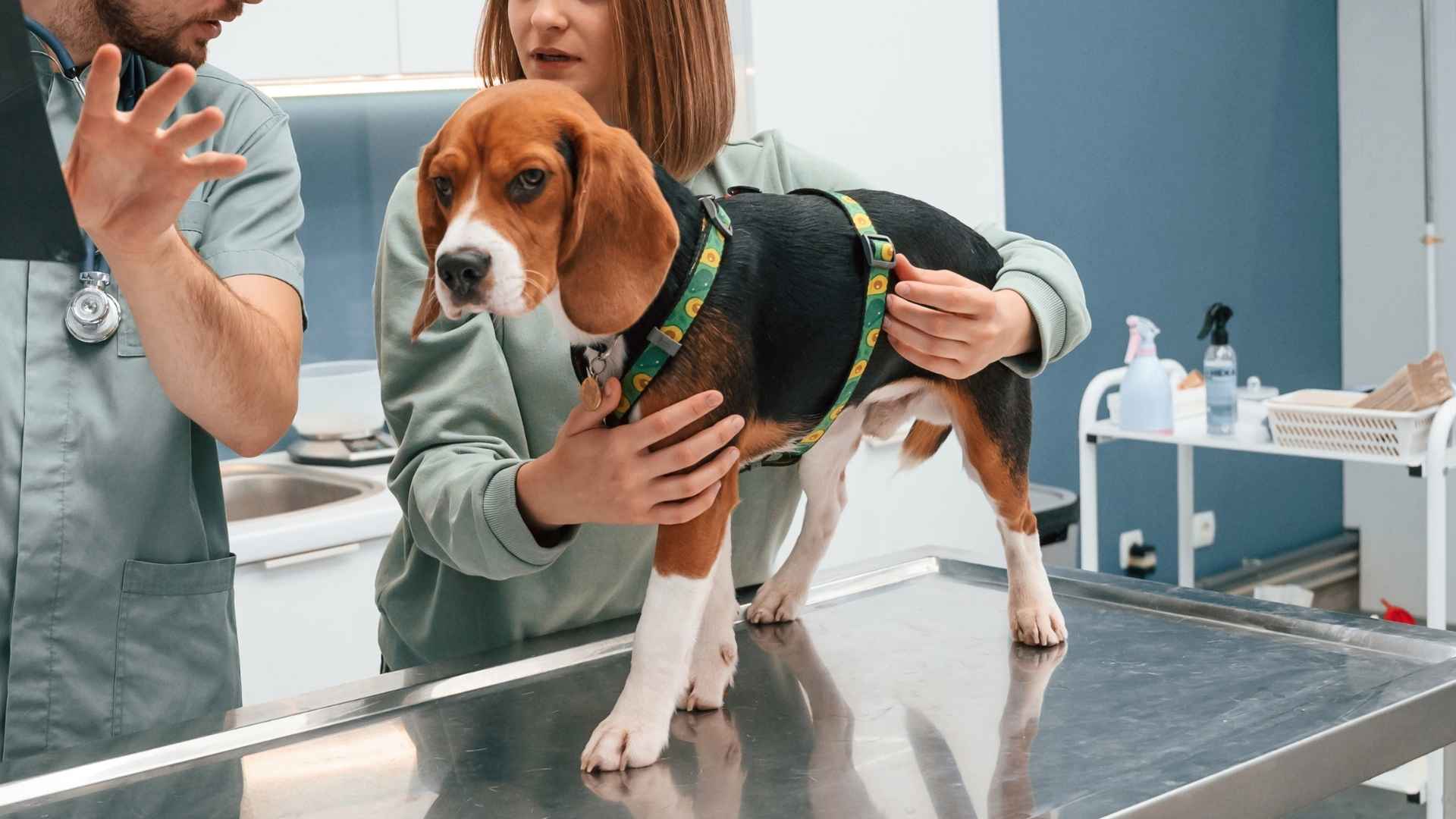 10 Dog Breeds With Fewer Genetic Health Issues