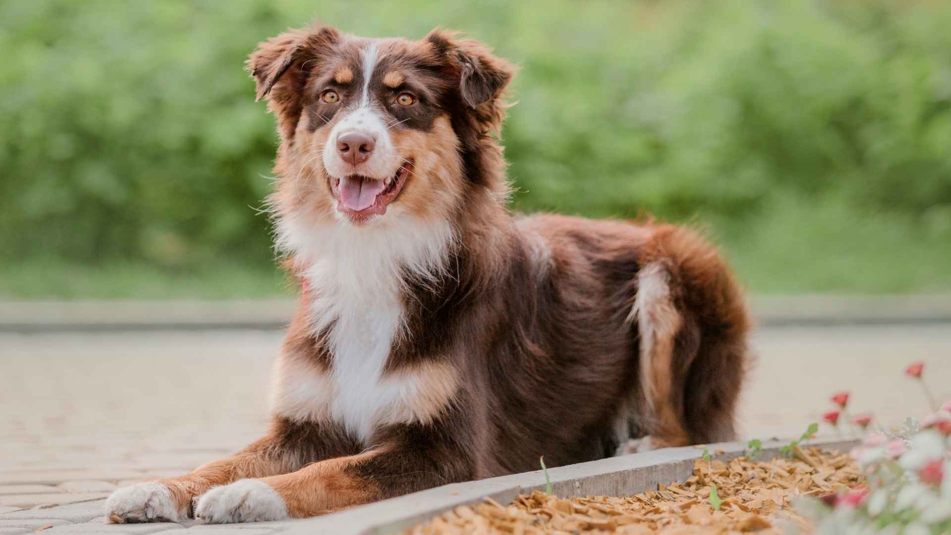 10 Dog Breeds With Golden Eyes That’ll Steal Your Heart
