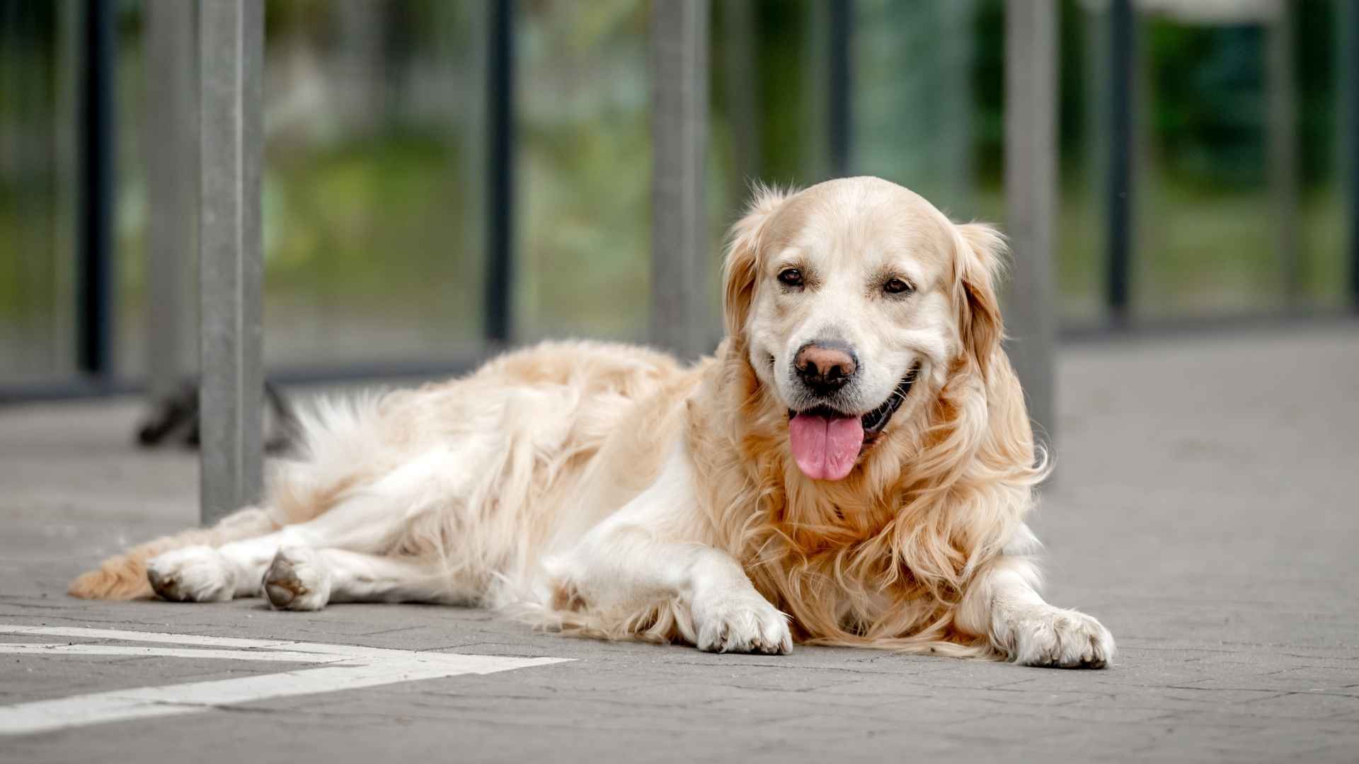 10 Dog Breeds With Hollywood Fame That Stole the Spotlight