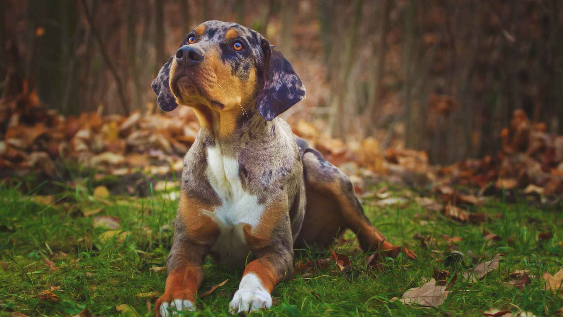 10 Dog Breeds With Leopard-Like Spots: Wild Looks, Loyal Hearts