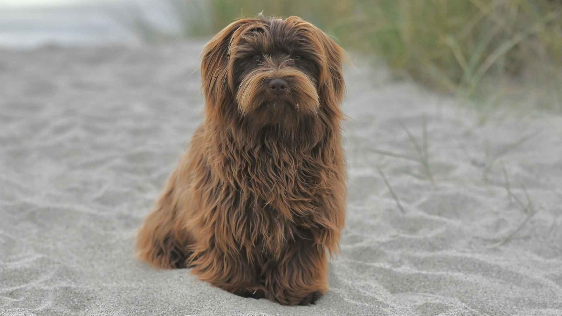 10 Dog Breeds With Minimal Dog Smell to Keep Your Home Fresh & Inviting