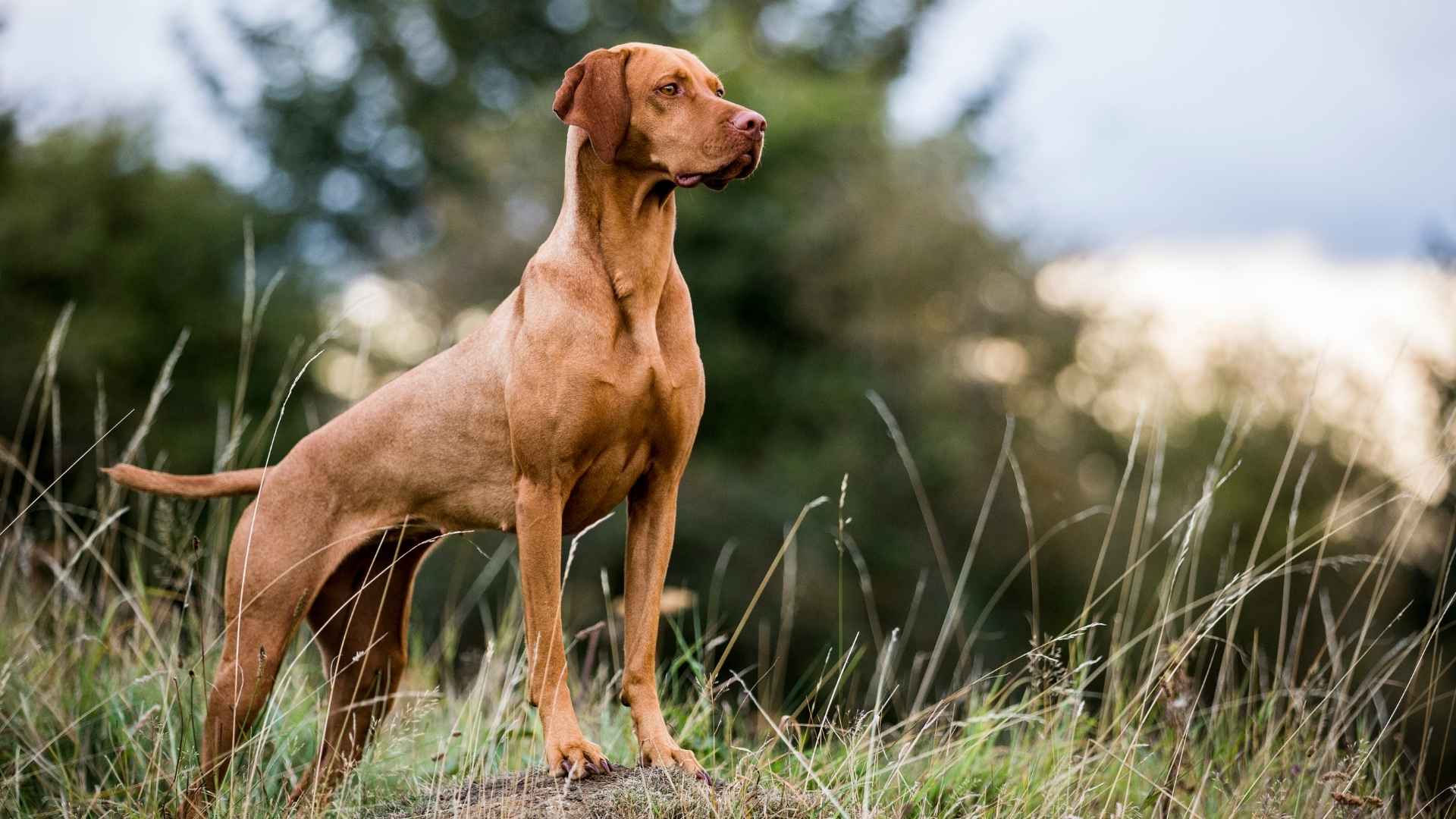 10 Dog Breeds With Naturally Short Coats That Are Easy to Care for