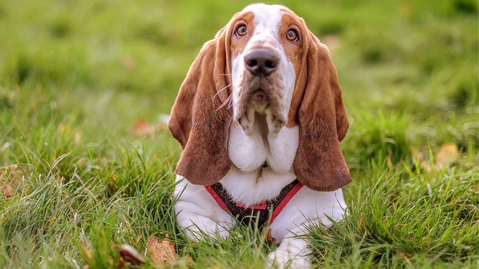10 Dog Breeds With Ridiculously Big Ears: The Total Eye-Candies