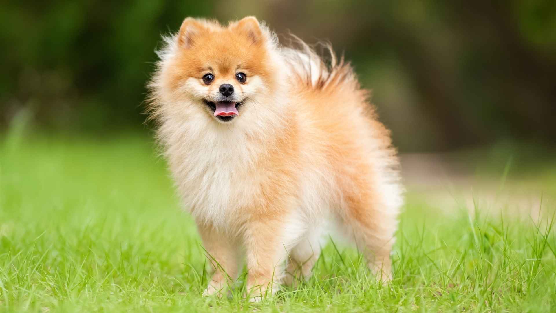10 Dog Breeds With Short Double Coats That Can Handle the Elements