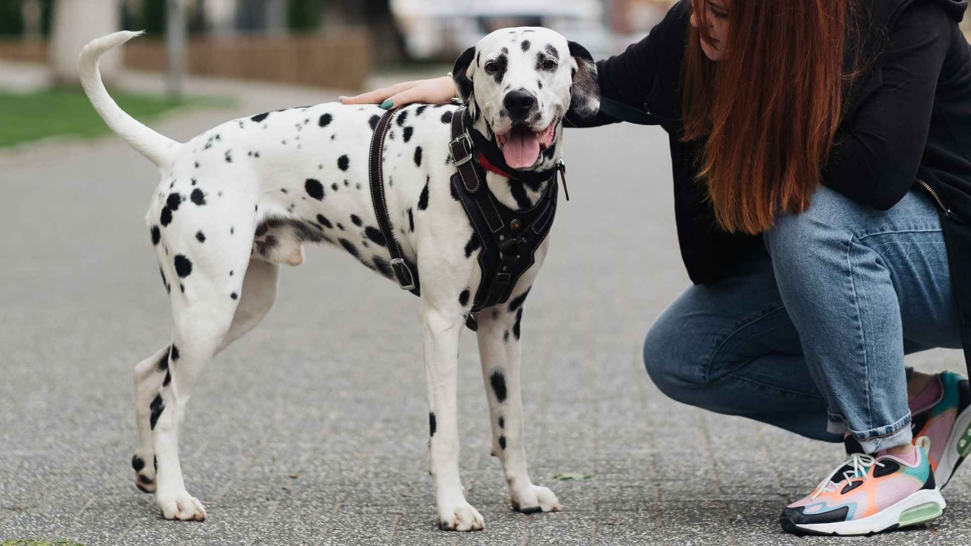 10 Dog Breeds With Speckled Coats That Look Like Living Art